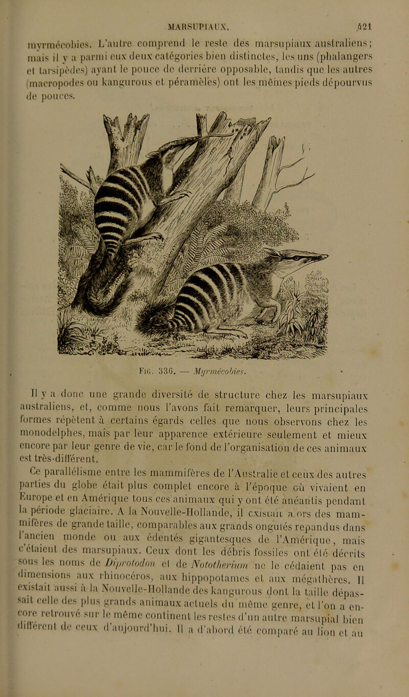 mvrmécobies. L’autre comprend le reste des marsupiaux australiens; mais il y a parmi eux deux catégories bien distinctes, les uns (phalangers et tarsipôdes) ayant le pouce de derrière opposable, tandis que les autres (macropodes ou kangurous et péramêlés) ont les mêmes pieds dépourvus de pouces. Fig. 33G. — Myrmècobies. Il y a donc une grande diversité de structure chez les marsupiaux australiens, et, comme nous l’avons fait remarquer, leurs principales formes répètent à certains égards celles que nous observons chez les monodelphes, mais par leur apparence extérieure seulement et mieux encore par leur genre de vie, car le fond de l’organisation de ces animaux est très-différent. Ce parallélisme entre les mammifères de l’Australie et ceux des autres parties du globe était plus complet encore à l’époque où vivaient en Europe et en Amérique tous ces animaux qui y ont été anéantis pendant la période glaciaire. A la Nouvelle-IIollande, il existait a.ors des mam- mifères de grande taille, comparables aux grands ongulés répandus dans 1 ancien monde ou aux édentés gigantesques de l’Amérique, mais c’étaient des marsupiaux. Ceux dont les débris fossiles ont été décrits sous les noms de Dipi'otodon et de Nototherium ne le cédaient pas en dimensions aux rhinocéros, aux hippopotames et aux mégathôres. Il existait aussi a la Nouvelle-IIollande des kangurous dont la taille dépas- sait celle des plus grands animaux actuels du même genre, et l’on a en- core retrouve sur le même continent les restes d’un autre marsupial bien iflérent de ceux d aujourd’hui. 11 a d’abord été comparé au lion et au