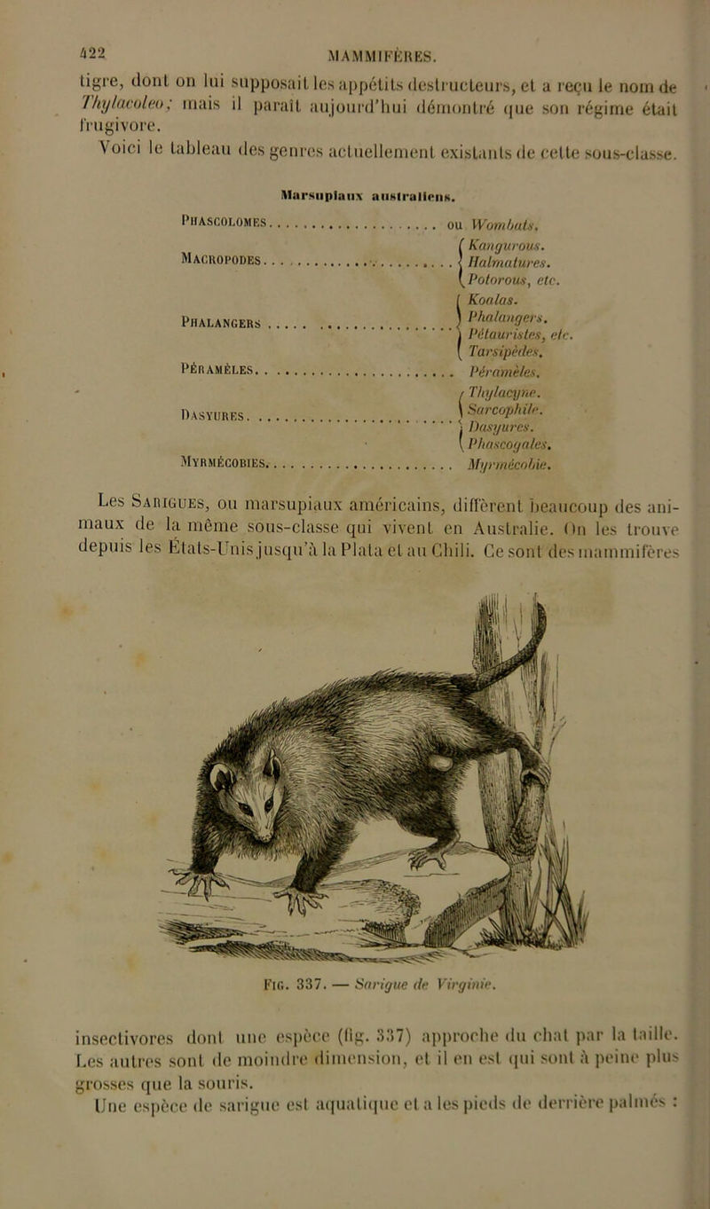 tigre, dont on lui supposait les appétits destructeurs, et a reçu le nom de Thylacoleo; mais il paraît aujourd’hui démontré que son régime était frugivore. Voici le tableau des genres actuellement existants de celte sous-classe. itlarsiiplaiiA australien**. PlIASCOI.OMES Mackopodes. Phalangers PÉRAMÈLES.. Dasyures. . Myrmécobies. ou Wombuts. (Kangurous. Halmatures. Potorous, etc. S Koalas. Phalangers. (Pétauristes, eh:. Tarsipèdes, . Péramè/es. / Thylacyne. \ Sarcophile. ' j Dasyures. \ Phascoga/es. . Myrmécohie. Les Sarigues, ou marsupiaux américains, diffèrent beaucoup des ani- maux de la même sous-classe qui vivent en Australie. On les trouve depuis les États-Unis jusqu’à la Plata et au Chili. Ce sont des mammifères insectivores dont une espèce (lig. 337) approche du chat par la taille. Les autres sont de moindre dimension, et il en est qui sont à peine plus grosses que la souris. Une espèce de sarigue est aquatique et a les pieds de derrière palmés :