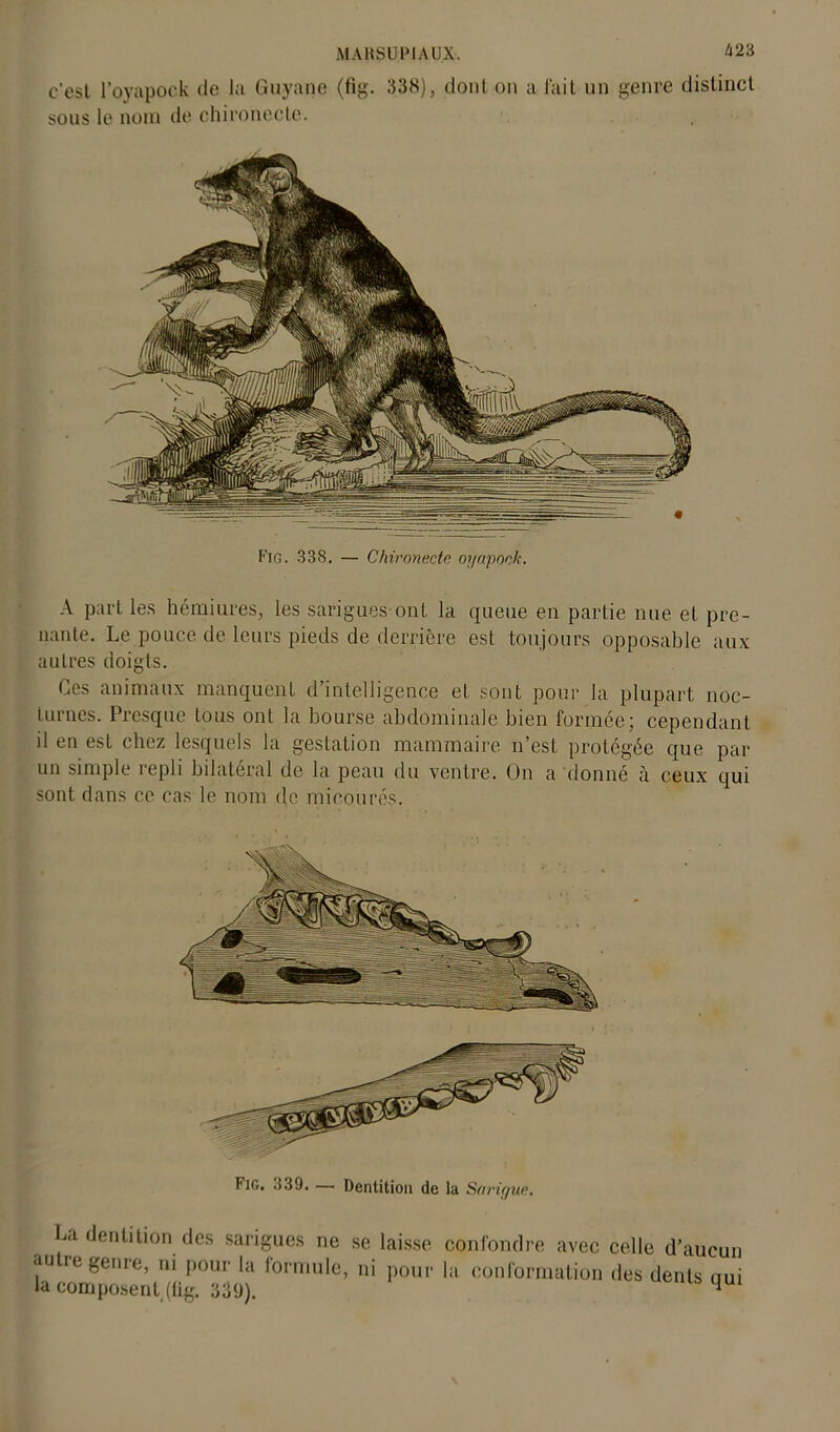 c’esl l’oyapock de la Guyane (fig. 338), dont on a l'ait un genre distinct sous le nom de chironecte. Fig. 338. — Chironecte oyapock. A part les hémiures, les sarigues-ont la queue en partie nue et pre- nante. Le pouce de leurs pieds de derrière est toujours opposable aux autres doigts. Ces animaux manquent d’intelligence et sont pour la plupart noc- turnes. Presque tous ont la bourse abdominale bien formée; cependant il en est chez lesquels la gestation mammaire n’est protégée que par un simple repli bilatéral de la peau du ventre. On a donné à ceux qui sont dans ce cas le nom de micourés. Fig. 339. — Dentition de la Sarigue. La dentition des sarigues ne se laisse confondre avec celle d’aucun a'itie genre, ni pour la formule, ni pour la conformation des dents oui la composent (üg. 339). qu)