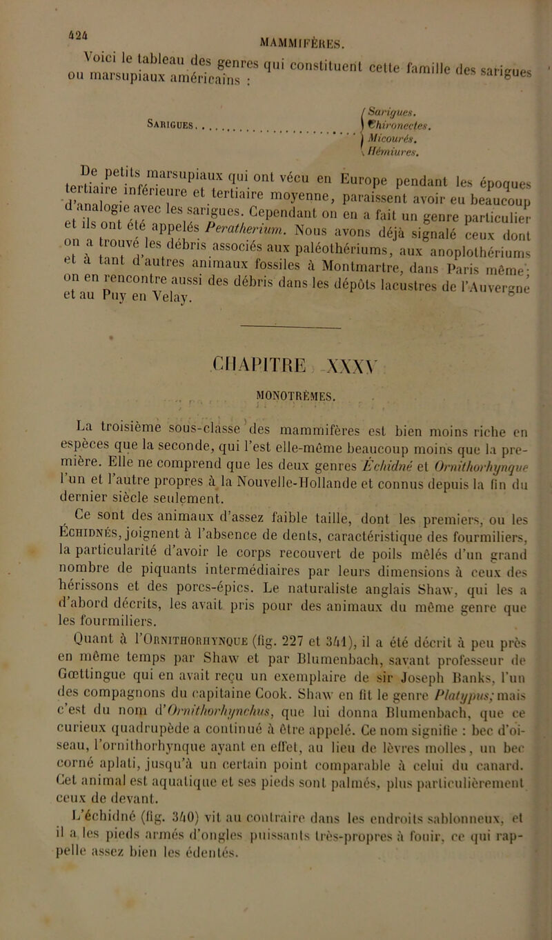42 4 MAMMIFÈRES. .«ma^Tméricrr “n,BU,eBl “lte f“mNle * ?*■*» Saiugues / Sarigues. I Vhironcctes. j Micourés. \ Hémiures. i,.,i; , P «'narSU,aUX q' onl en Eur°pe pendant les époques d“ Ünfer et *erliaire ruoyeune > paraissent avoir eu beaucoup d analogie avec les sarigues. Cependant on eu a fait un genre particulier e i s ontéle appe és/Wieri™. Nous avons déjà signalé Lux dont on a trouve les débris associés aux paléolhériums, aux anoplolhériums et à tant d autres animaux fossiles à Montmartre, dans Paris même- on en rencontre aussi des débris dans les dépôts lacustres de l’Auvergne et au Puy en Yelay. CHAPITRE WW MONOTRÈMES. La troisième sous-classe des mammifères est bien moins riche en espèces que la seconde, qui l’est elle-même beaucoup moins que la pre- mière. Elle ne comprend que les deux genres Échidné et Ornithovhynqve 1 un et 1 autre propres à la Nouvelle-Hollande et connus depuis la fin du dernier siècle seulement. Ce sont des animaux d’assez faible taille, dont les premiers, ou les Échidnes, joignent a l’absence de dents, caractéristique des fourmiliers, la particularité d avoir le corps recouvert de poils mêlés d’un grand nombre de piquants intermédiaires par leurs dimensions à ceux des hérissons et des porcs-épics. Le naturaliste anglais Shaw, qui les a d abord décrits, les avait pris pour des animaux du même genre que les fourmiliers. Quant à 1 Ornithorhynque (fig. 227 et 3àl), il a été décrit à peu près en même temps par Shaw et par Blumenbach, savant professeur de Gœttingue qui en avait reçu un exemplaire de sir Joseph Banks, l’un des compagnons du capitaine Cook. Shaw en lit le genre P/atypus; mais c est du nom d’Omithorhynckus, que lui donna Blumenbach, que ce curieux quadrupède a continué à être appelé. Ce nom signilie : hec d’oi- seau, 1 ornithorhynque ayant en effet, au lieu de lèvres molles, un bec corné aplati, jusqu’à un certain point comparable à celui du canard. Cet animal est aquatique et ses pieds sont palmés, plus particulièrement ceux de devant. L échidné (fig. 3à0) vit au contraire dans les endroits sablonneux, et il a les pieds armés d’ongles puissants très-propres à fouir, ce qui rap- pelle assez bien les édentés.