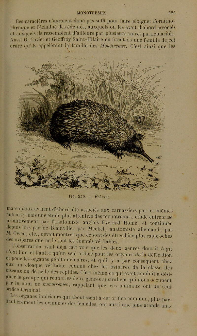 Ces caractères n’auraient donc pas suffi pour faire éloigner Pornilho- rhynque et l’échidné des édentés, auxquels on les avait d’abord associés et auxquels ils ressemblent d’ailleurs par plusieurs autres particularités. Aussi G. Cuvier et Geoffroy Saint-Hilaire en firent-ils une famille de cet ordre qu’ils appelèrent la famille des Monotrèmes. C’est ainsi que les ■ \ Fig. 340. — Echidnê. marsupiaux avaient d’abord été associés aux carnassiers par les mêmes auteurs; mais une étude plus attentive des monotrèmes, étude entreprise primitivement par l’anatomiste anglais Everard Home, et continuée depuis lors par de Blainville, par Meckel, anatomiste allemand, par M. Owen, etc., devait montrer que ce sont des êtres bien plus rapprochés des ovipares que ne le sont les édentés véritables. L observation avait déjà fait voir que les deux genres dont il s’agit n om l’un et l’autre qu’un seul orifice pour les organes de la défécation e pour les organes génito-urinaires, et qu’il y a par conséquent chez eux un cloaque véritable comme chez les ovipares de la classe des oiseaux ou de celle des reptiles. C’est même ce qui avait conduit à dési- gner le groupe qui réunit les deux genres australiens qui nous occupent par le nom de monotrèmes, rappelant que ces animaux ont un seul orilice terminal. Les organes intérieurs qui aboutissent à cet. orifice commun, plus nar- CU lerement l(,s oviductes des femelles, ont aussi une plus grande ana-