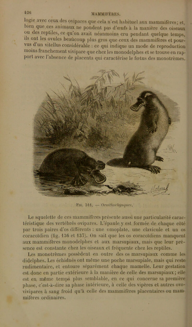 42G logie avec ceux des ovipares que cela n’est habituel aux mammifères; et, liien que ces animaux ne pondent pas d’œufs à la manière des oiseaux ou des reptiles, ce qu’on avait néanmoins cru pendant quelque temps, ils ont les ovules beaucoup plus gros que ceux des mammifères et pour- vus d un vitellus considérable : ce qui indique un mode de reproduction moins franchement vivipare que chez les monodelphes et se trouve en rap- port avec 1 absence de placenta qui caractérise le fœtus des monotrèmes. Fig. 341. — Ornühorhynques. Le squelette de ces mammifères présente aussi une particularité carac- téristique des vertébrés ovipares. L’épaule y est formée de chaque côté par trois paires d’os différents : une omoplate, une clavicule et un os coracoïdien (lig. 136 et 137). Un sait que les os coracoïdiens manquent aux mammifères monodelphes et aux marsupiaux, mais que leur pré- sence est constante chez les oiseaux et fréquente chez les reptiles. Les monotrèmes possèdent en outre des os marsupiaux comme les didelphes. Les échidnés ont même une poche marsupiale, mais qui reste rudimentaire, et entoure séparément chaque mamelle. Leur gestation est donc en partie extérieure à la manière de celle des marsupiaux; elle est en même temps plus semblable, en ce qui concerne sa première phase, c’est-à-dire sa phase intérieure, à celle des vipères et autres ovo- vivipares à sang froid qu’à celle des mammifères placentaires ou mam- mifères ordinaires.