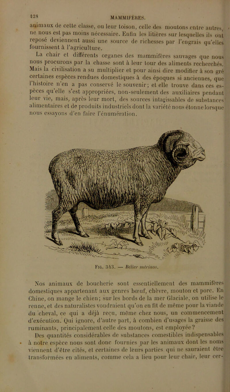 animaux de celte classe, ou leur toison, celle des moutons entre autres ne nous est pas moins nécessaire. Enfin les litières sur lesquelles ils ont reposé deviennent aussi une source de richesses par l’engrais qu’elles fournissent à l’agriculture. La chair et différents organes des mammifères sauvages que nous nous procurons par la chasse sont à leur tour des aliments recherchés. Mais la civilisation a su multiplier et pour ainsi dire modifier à son gré certaines espèces rendues domestiques à des époques si anciennes, que l’histoire n’en a pas conservé le souvenir; et elle trouve dans ces es- pèces qu’elle s’est appropriées, non-seulement des auxiliaires pendant leur vie, mais, après leur mort, des sources intarissables de substances alimentaires et de produits industriels dont la variété nous étonne lorsque nous essayons d’en faire l’énumération. Fig. 343. — Bélier mérinos. Nos animaux de boucherie sont essentiellement des mammifères domestiques appartenant aux genres bœuf, chèvre, mouton et porc. En Chine, on mange le chien; sur les bords de la mer Glaciale, on utilise le renne, et des naturalistes voudraient qu’on en fit de même pour la viande du cheval, ce qui a déjà reçu, même chez nous, un commencement d’exécution. Qui ignore, d’autre part, à combien d’usages la graisse des ruminants, principalement celle des moulons, est employée? Des quantités considérables de substances comestibles indispensables à notre espèce nous sont donc fournies par les animaux dont les noms viennent d’être cités, et certaines de leurs parties qui ne sauraient être transformées en aliments, comme cela a lieu pour leur chair, leur cer-