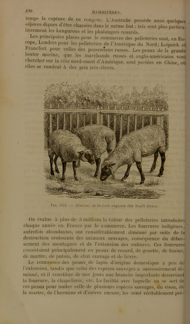 •MAMMIl'ïilŒs. /i 30 temps la capture de ce rougeur. L’Australie possède aussi quelques espèces dignes d être chassées dans le môme but : tels sont plus partieu- lièiemenl les kangurous et les phalangers renards. Les principales places pour le commerce des pelleteries sont, en Eu- rope, Londres pour les pelleteries de l’Amérique du Nord; Leipsick et Fianclort pour 'celles des possessions russes. Les peaux delà grande loutie marine, que les marchands russes et anglo-américains vont c hci cher sur la côte nord-ouest d’Amérique, sont portées en Chine, où elles se vendent à des prix très-élevés. On évalue à plus de 5 millions la valeur des pelleteries introduites chaque année en France par le commerce. Les fourrures indigènes, autrefois abondantes, ont considérablement diminué par suite de la destruction croissante des animaux sauvages, conséquence du déboi- sement des montagnes et de l’extension des cultures. Ces fourrures consistaient principalement en peaux de renard, de genelte, de fouine, de martre, de putois, de chat sauvage et de lièvre. Le commerce des peaux.de lapin d’origine domestique a pris de l'extension, tandis que celui des espèces sauvages a successivement di- minué, et il constitue de nos jours une branche importante desservant la fourrure, la chapellerie, etc. La facilité avec laquelle on se sert de ces peaux pour imiter celle de plusieurs espèces sauvages, du vison, de la martre, de l'hermine et d’autres encore, les rend véritablement pré-