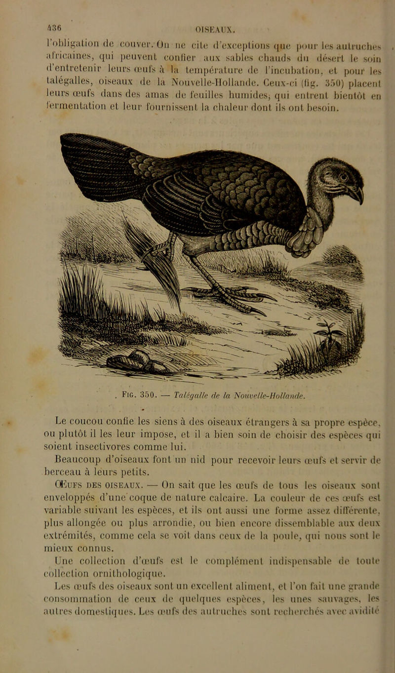 1 obligation de couver. On ne cite d’exceptions q|ie pour les autruches al l'irai nés, (pii peuvent eonlier aux sables chauds du désert le soin d entretenir leurs œufs à la température de l’incubation, et pour les talégalles, oiseaux de la Nouvelle-Hollande. Ceux-ci (fig. 350) placent leurs œuls dans des amas de feuilles humides; qui entrent bientôt en lermentation et leur fournissent la chaleur dont ils ont besoin. . Fig. 350. — Talégulle de la Nouvelle-Hollande. Le coucou confie les siens à des oiseaux étrangers à sa propre espèce, ou plutôt il les leur impose, et il a bien soin de choisir des espèces qui soient insectivores comme lui. Beaucoup d’oiseaux font un nid pour recevoir leurs œufs et servir de berceau à leurs petits. Œufs des oiseaux. — On sait que les œufs de tous les oiseaux sont enveloppés d’une'coque de nature calcaire. La couleur de ces œufs est variable suivant les espèces, et ils ont aussi une forme assez différente, plus allongée ou plus arrondie, ou bien encore dissemblable aux deux extrémités, comme cela se voit dans ceux de la poule, qui nous sont le mieux connus. Une collection d’œufs est le complément indispensable de toute collection ornithologique. Les œufs des oiseaux sont un excellent aliment, et l’on fait une grande consommation de ceux de quelques espèces, les unes sauvages, les autres domestiques. Les œufs des autruches sont recherchés avec avidité