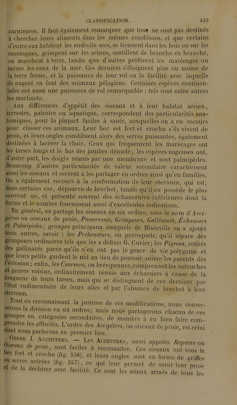 carnivores. Il faut également remarquer que tou* ne sont pas destinés chercher leurs aliments dans les mêmes conditions, et que certains d’entre eux habitent les endroits secs, se tiennent dans les bois ou sur les montagnes, grimpent sur les arbres, sautillent de brandie en branche, ou marchent à terre, tandis que d’autres préfèrent les marécages ou même les eaux de la mer. Ces derniers s’éloignent plus ou moins de la terre ferme, et la puissance de leur vol ou la facilité avec laquelle ils nagent en font des animaux pélagiens. Certaines espèces continen- tales ont aussi une puissance de vol remarquable : tels sont entre autres les martinets. Aux différences d’appétit des oiseaux et à leur habitat aérien, terrestre, palustre ou aquatique, correspondent des particularités ana- tomiques, pour la plupart faciles à saisir, auxquelles on a eu recours pour classer ces animaux. Leur bec est fort et crochu s’ils vivent de proie, et leurs ongles constituent alors des serres puissantes, également destinées à lacérer la chair. Ceux qui fréquentent les marécages ont les tarses longs et le bas des jambes dénudé; les espèces nageuses ont, d’autre part, les doigts réunis par une membrane et sont palmipèdes. Beaucoup d’autres particularités de valeur secondaire caractérisent aussi les oiseaux et servent à les partager en ordres ainsi qu’en familles. On a également recours à la conformation de leur sternum, qui est. dans certains cas, dépourvu de brechet, tandis qu’il en possède le plus souvent un, et présente' souvent des échancrures inférieures dont la forme et le nombre fournissent aussi d’excellentes indications. En général, on partage les oiseaux en six ordres, sous le nom d ’Acci- pi/res ou oiseaux de proie, Passereaux, Grimpeurs, Gallinacés, Échassiers et Palmipèdes; groupes principaux auxquels de Blain.ville en a ajouté trois autres, savoir : les Préhenseurs, ou perroquets, qu'il sépare des grimpeurs ordinaires tels que les a définis G. Cuvier; les Pigeons, retirés des gallinacés parce qu’ils n’en ont pas le genre de vie polygame et que leurs petits gardent le nid au lieu de pouvoir suivre les parents dès 1 éclosion ; enfin, les Coureurs, ou brévipennes, comprenant les autruches et genres voisins, ordinairement réunis aux échassiers à cause de la longueur de leurs tarses, mais qui se distinguent de ces derniers par état rudimentaire de leurs ailes et par l’absence de brechet à leur sternum. Tout en reconnaissant la justesse de ces modifications, nous conser- verons la division en six ordres; mais nous partagerons chacun de ces groupes en categories secondaires, de manière à en bien faire com- prcni ie es affinités. L’ordre des Accipitres, ou oiseaux de proie, est celui dont nous parlerons en premier lieu. OiwlV’ Accipitiies- — Les Accipitres, aussi appelés Rapaces ou l r ,e l,roie> s011! faciles à reconnaître. Ces oiseaux ont tous le bec fort et crochu (fig. 356), et leurs ongles sont en forme de griffes ou erres acérées (fig. 847), ce qui leur permet de saisir leu/prote he la déchirer avec facilité. Ce sont les mieux armés de tous les