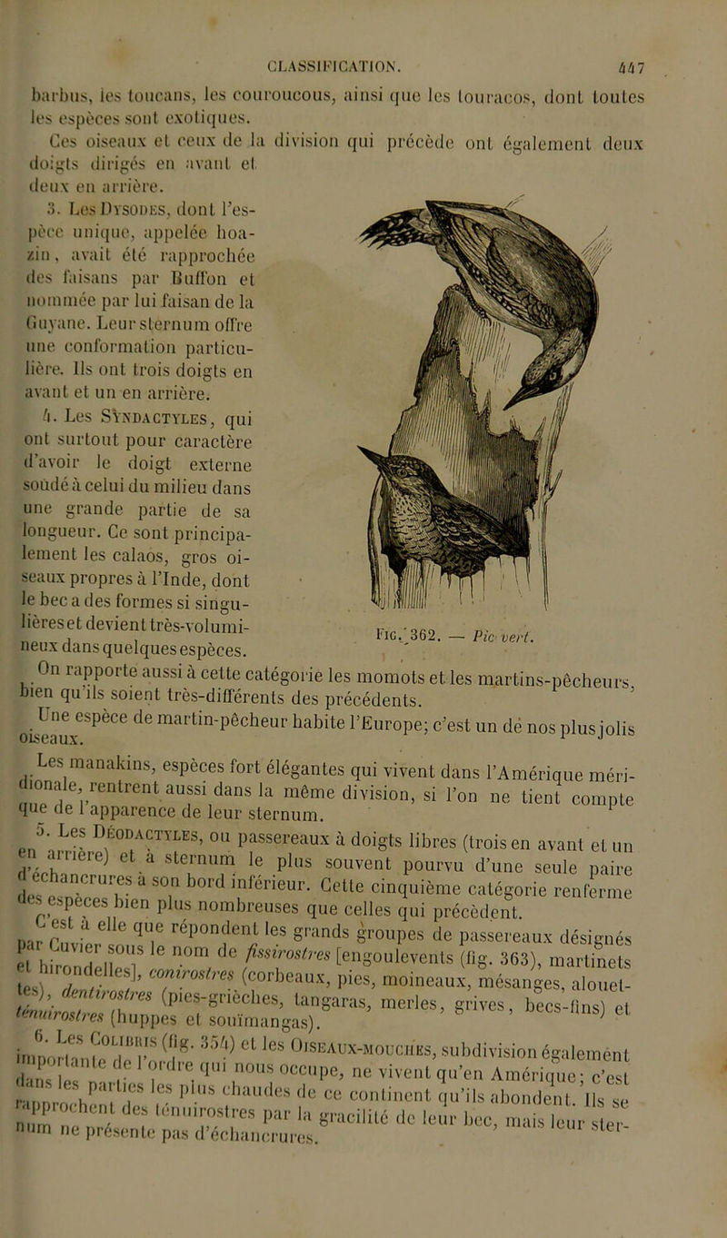 barbus, ies toucans, les couroucous, ainsi que les touracos, dont toutes les espèces sont exotiques. Ces oiseaux et ceux de la division qui précède ont également deux doigts dirigés en avant el deux en arrière. 3. Les Dysodes, dont l’es- pèce unique, appelée boa- zin, avait été rapprochée des faisans par Buffon et nommée par lui faisan de la Guyane. Leur sternum offre une conformation particu- lière. Ils ont trois doigts en avant et un en arrière. h. Les Sïndactyles, qui ont surtout pour caractère d’avoir le doigt externe soudé à celui du milieu dans une grande partie de sa longueur. Ce sont principa- lement les calaos, gros oi- seaux propres à l’Inde, dont le bec a des formes si singu- lières et devient très-volumi- neux dans quelques espèces. On rapporté aussi à cette catégorie les momots et les martins-pêcheurs len qu ils soient très-différents des précédents. Une espèce de martin-pêcheur habite l’Europe; c’est un de nos plus jolis oiseaux. 1 J Fig._362. — Pic vert. Les manakms, espèces fort élégantes qui vivent dans l’Amérique méri- d.onale rentrent aussi dans la même division, si l’on ne tient compte que de 1 apparence de leur sternum. J:!!- DfTCIÏ1ES’ 011 P^sereau-v à doigts libres (trois en avant et un en airiere) et a sternum le plus souvent pourvu d’une seule paire dechancruresa son bord inférieur. Cette cinquième catégorie renferme des espèces bten plus nombreuses que celles qui précèdent. n t e e (P1C répondent les grands groupes de passereaux désignés ■i hirondelles!5 * T f,ssmtra [engoulevents (Bg. 363), martinets et I .rondelles], c<m,rosim (corbeaux, pies, moineaux, mésanges, alouet- es), dentiroslres (ptes-gnèches, tangaras, merles, grives, becs-tins) et tmumures (huppes et souïmangas) ’ 8 ’ et imtiorlanfede Î-IS (ï«- m) Cl les 0ise“x-mouches, subdivision également