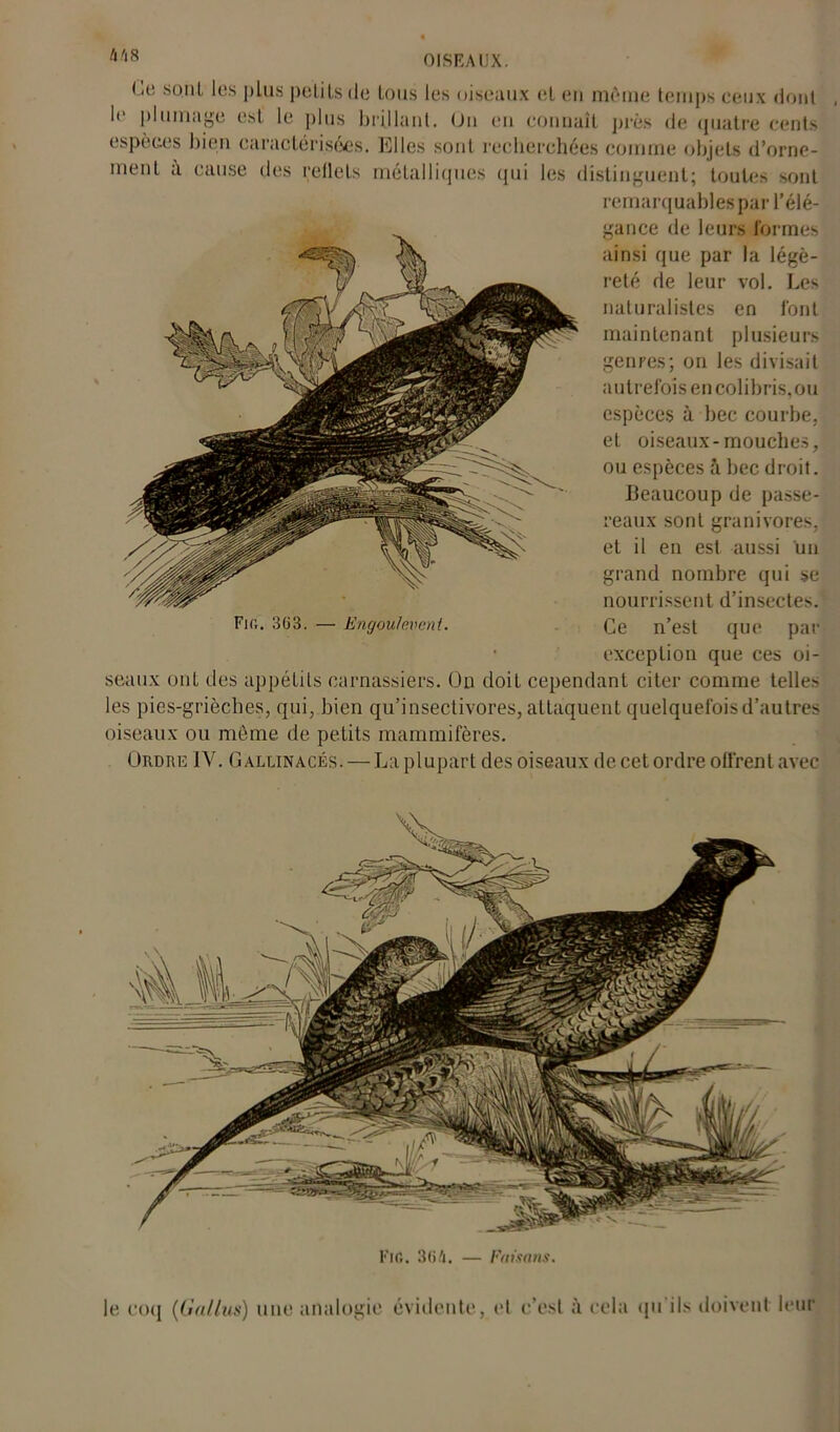 h h 8 < ii! sont les plus petits de tous les oiseaux el en même temps ceux dont le plumage est le plus brillant. On en connaît près de quatre cents espèces bien caractérisées. Elles sont recherchées comme objets d’orne- inent à cause des reflets métalliques qui les distinguent; toutes sont remarquables par l’élé- gance de leurs formes ainsi que par la légè- reté de leur vol. Les naturalistes en l'ont maintenant plusieurs genres; on les divisait autrefois en colibris,ou espèces à bec courbe, et oiseaux-mouches, ou espèces à bec droit. Beaucoup de passe- reaux sont granivores, et il en est aussi un grand nombre qui se nourrissent d’insectes. Fig. 3(33. — Engoulevent. Ce n’est que par exception que ces oi- seaux ont des appétits carnassiers. Ou doit cependant citer comme telles les pies-grièches, qui, bien qu’insectivores, attaquent quelquefois d’autres oiseaux ou meme de petits mammifères. Ordre IV. Gallinacés. — La plupart des oiseaux de cet ordre olfrent avec FlC. 3(3A. — Faisans. le coq (Gallus) une analogie évidente, et c’est à cela qu ils doivent leur