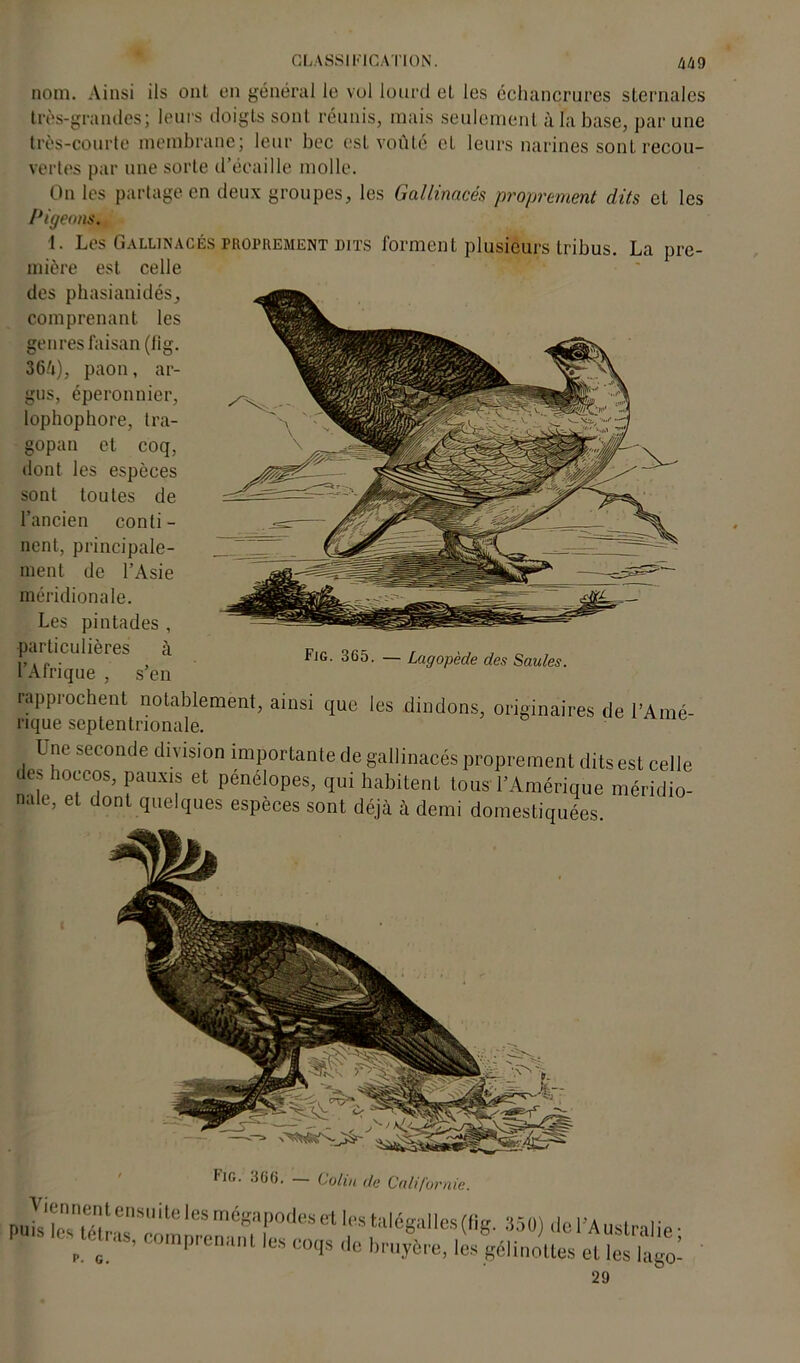 nom. Ainsi ils ont en général le vol lourd et les échancrures sternales très-grandes; leurs doigts sont réunis, mais seulement à la base, par une très-courte membrane; leur bec est voûte et leurs narines sont recou- vertes par une sorte d’écaille molle. On les partage en deux groupes, les Gallinacés proprement dits eL les Pigeons. ■1. Les Gallinacés proprement dits forment plusieurs tribus. La pre- mière est celle des phasianidés, comprenant les genres faisan (fig. 364), paon, ar- gus, éperonnier, lophophore, tra- gopan et coq, dont les espèces sont toutes de l’ancien conti- nent, principale- ment de l’Asie méridionale. Les pintades , parlicLlières à PlG. _ Uaopéde *, Saafe. 1 Afrique , s en rapprochent notablement, ainsi que les dindons, originaires de l’Amé- rique septentrionale. Une seconde division importante de gallinacés proprement dits est celle des hoccos, pauxis et penelopes, qui habitent tous l’Amérique méridio- nale, et dont quelques espèces sont déjà à demi domestiquées. pu7sîeTtTttret'rs(H&. ,50) de^Austral , prenant !es coqs de bruyère, les gélinottes et les lai u ' • V 29