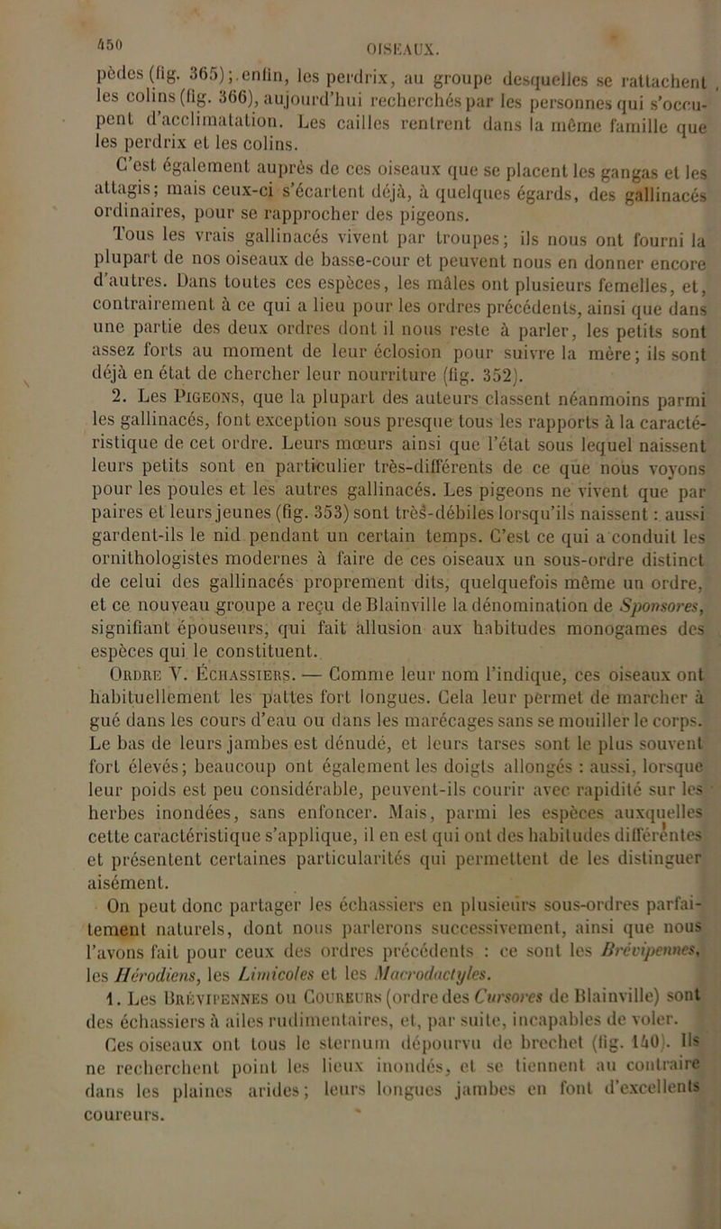 pedes (hg. 365) enfin, les perdrix, au groupe desquelles se rattachent les colins (lig. 366), aujourd’hui recherchés par les personnes qui s’occu- pent d’acclimatation. Les cailles rentrent dans la môme famille que les perdrix et les colins. C’est également auprès de ces oiseaux que se placent les gangas et les altagis ; mais ceux-ci s écartent déjà, a quelques égards, des gallinacés ordinaires, pour se rapprocher des pigeons. Tous les vrais gallinacés vivent par troupes; ils nous ont fourni la plupart de nos oiseaux de basse-cour et peuvent nous en donner encore d’autres. Dans toutes ces espèces, les mâles ont plusieurs femelles, et, contrairement à ce qui a lieu pour les ordres précédents, ainsi que dans une partie des deux ordres dont il nous reste à parler, les petits sont assez forts au moment de leur éclosion pour suivre la mère; ils sont déjà en état de chercher leur nourriture (fig. 352). 2. Les Pigeons, que la plupart des auteurs classent néanmoins parmi les gallinacés, font exception sous presque tous les rapports à la caracté- ristique de cet ordre. Leurs mœurs ainsi que l’état sous lequel naissent leurs petits sont en particulier très-différents de ce que nous voyons pour les poules et les autres gallinacés. Les pigeons ne vivent que par paires et leurs jeunes (fig. 353) sont trèà-débiles lorsqu’ils naissent : aussi gardent-ils le nid pendant un certain temps. C’est ce qui a conduit les ornithologistes modernes à faire de ces oiseaux un sous-ordre distinct de celui des gallinacés proprement dits, quelquefois môme un ordre, et ce nouveau groupe a reçu de Blainville la dénomination de Sponsores, signifiant épouseurs, qui fait allusion aux habitudes monogames des espèces qui le constituent. Ordre Y. Échassiers. — Comme leur nom l’indique, ces oiseaux ont habituellement les pattes fort longues. Cela leur permet de marcher à gué dans les cours d’eau ou dans les marécages sans se mouiller le corps. Le bas de leurs jambes est dénudé, et leurs tarses sont le plus souvent fort élevés; beaucoup ont également les doigts allongés : aussi, lorsque leur poids est peu considérable, peuvent-ils courir avec rapidité sur les herbes inondées, sans enfoncer. Mais, parmi les espèces auxquelles cette caractéristique s’applique, il en est qui ont des habitudes différentes et présentent certaines particularités qui permettent de les distinguer aisément. On peut donc partager les échassiers en plusieurs sous-ordres parfai- tement naturels, dont nous parlerons successivement, ainsi que nous l’avons fait pour ceux des ordres précédents : ce sont les Brévipcnnes, les Hérodiens, les Lirnicoles et les Macrodactyles. 1. Les Brévipennes ou Coureurs (ordre des Cursores de Blainville) sont des échassiers à ailes rudimentaires, et, par suite, incapables de voler. Ces oiseaux ont tous le sternum dépourvu de brochet (fig. làO). Ils ne recherchent point les lieux inondés, et se tiennent au contraire dans les plaines arides; leurs longues jambes en font d’excellents coureurs.