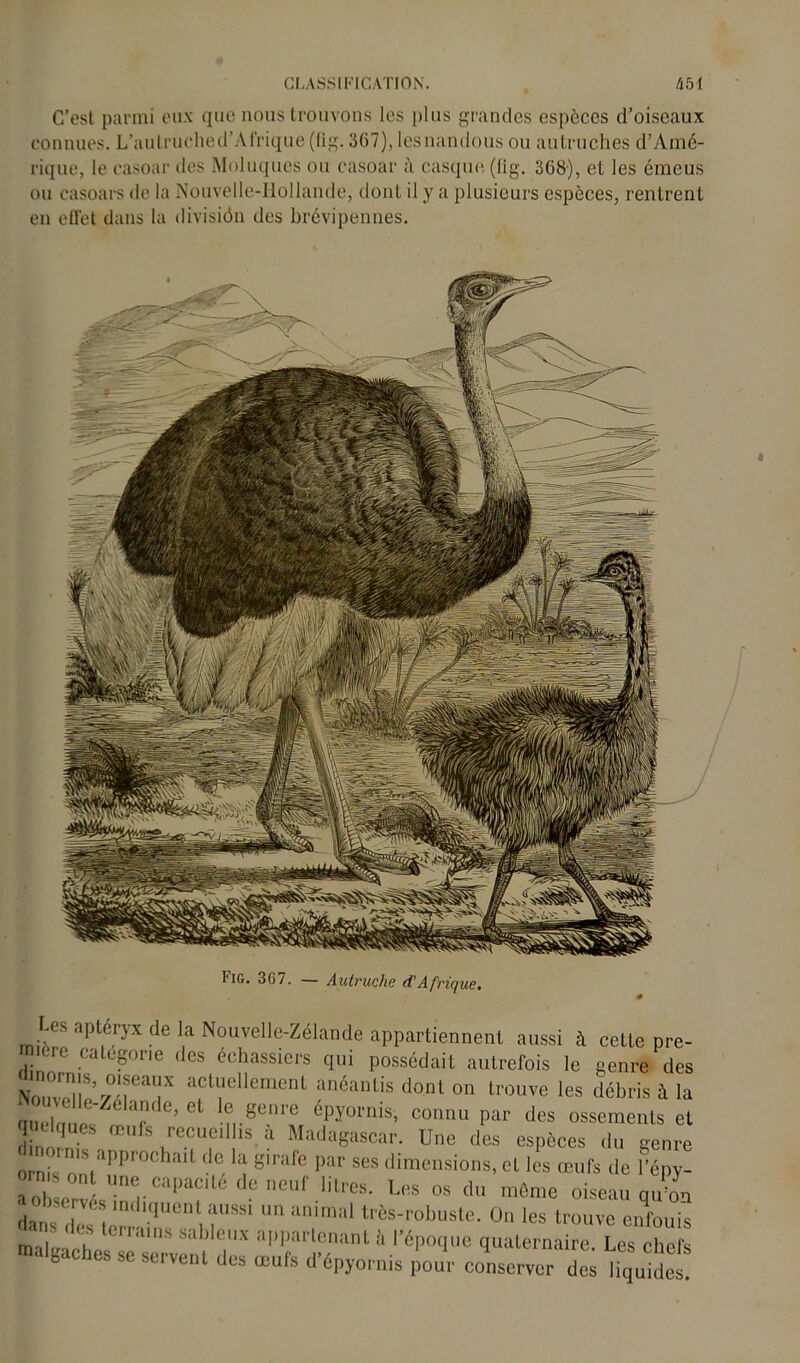 C’est parmi eux que nous trouvons les plus grandes espèces d’oiseaux connues. L’autruched’Al’rique(Ilg. 367), lesnandous ou autruches d’Amé- rique, le casoar des Moluques ou casoar casque, (lig. 368), et les émeus ou casoars de la Nouvelle-Ilollande, dont il y a plusieurs espèces, rentrent en effet dans la divisiôn des brévipennes. -es aptéryx de la Nouvelle-Zélande appartiennent aussi à cette pre- mière categorie des échassiers qui possédait autrefois le genre des Nm!Z\S’v 'f.ca'!x acl“ellement anéanlis dont on trouve les débris à la an el nu et ° Te’ et n-genre dpyot'nis, connu par des ossements el lelques œufs recueillis il Madagascar. Une des espèces du genre orni’s ls W'ochait de la girafe par ses dimensions, et les œufs de l'épv- aol ervL?1C|,a?' eneUf lilres' Lfis 05 du même oiseau qu'on dai s d,I , ,|U° ,?USSI  “nimal ‘^-robuste. On les trouve enfouis ma JI J S Sable,X “PParlenant à l'époque quaternaire. Les chefs taches se servent des œufs d'épyornis pour conserver des liquides