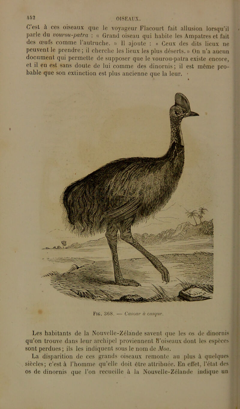 /in 2 C’est ù ces oiseaux que le voyageur Flacourt fait allusion lorsqu’il parle du vourou-patra : « Grand oiseau qui habite les Am patres et fait des œuls comine l’autruche. » 11 ajoute : « Ceux des dits lieux ne peuvent le prendre; il cherche les lieux les plus déserts.» On n’a aucun document qui permette de supposer que le vourou-patra existe encore, et il en est sans douLe de lui comme des dinornis; il est môme pro- bable que son extinction est plus ancienne que la leur. ■ Les habitants de la Nouvelle-Zélande savent que les os de dinornis qu’on trouve dans leur archipel proviennent H’oiseaux dont les espèce:* sont perdues; ils les indiquent sous le nom de Mon. La disparition de ces grands oiseaux remonte au plus quelques siècles; c’est à l’homme qu’elle doit être attribuée. En elfet. l’état des os de dinornis que l’on recueille à la Nouvelle-Zélande indique un