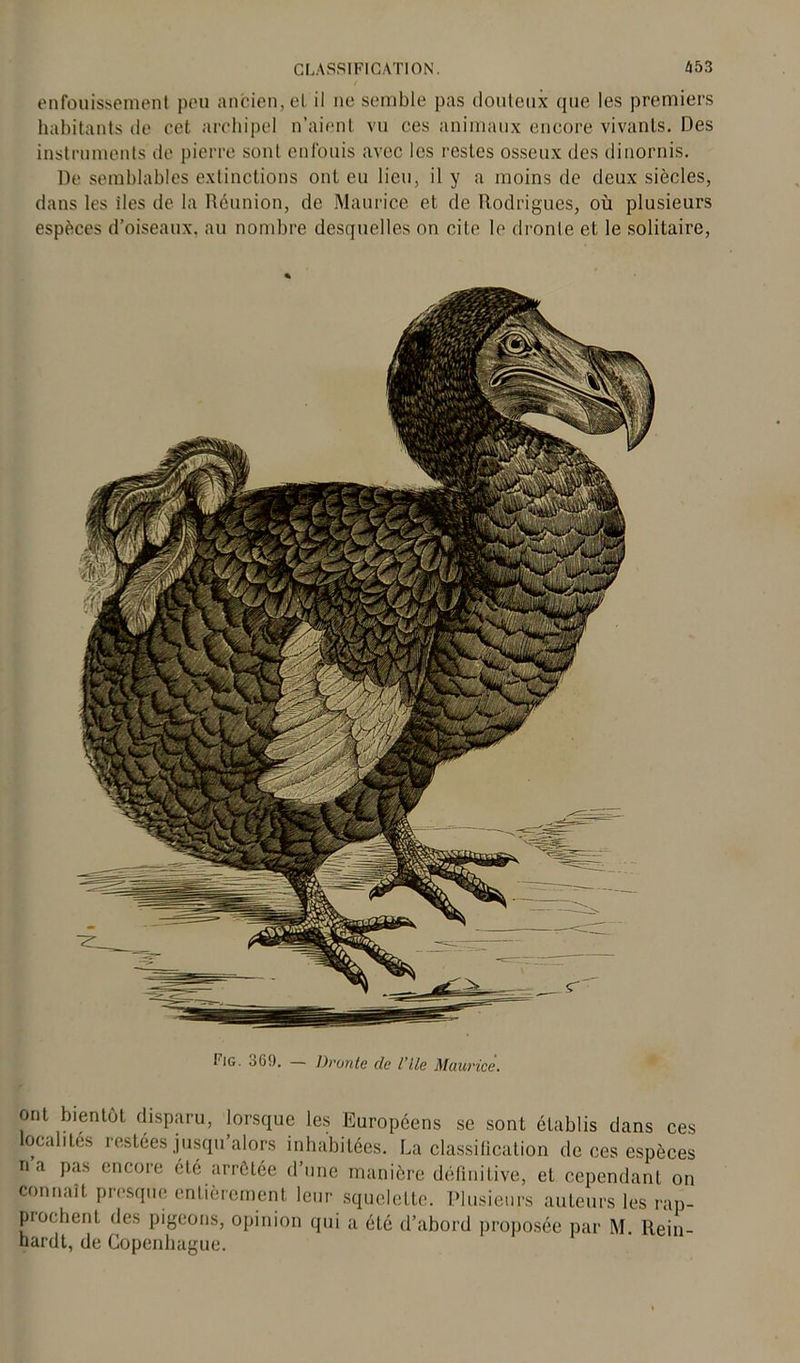 enfouissement peu ancien, et il ne semble pas douteux que les premiers habitants de cet archipel n’aient vu ces animaux encore vivants. Des instruments de pierre sont enfouis avec les restes osseux des dinornis. De semblables extinctions ont eu lieu, il y a moins de deux siècles, dans les îles de la Réunion, de Maurice et de Rodrigues, où plusieurs espèces d’oiseaux, au nombre desquelles on cite le dronle et le solitaire, I'ig. oG!). — Dronte de l'ile Maurice. ont bientôt disparu, lorsque les Européens se sont établis dans ces oc,dites restées jusqu’alors inhabitées. La classification de ces espèces na pas encoie été arrêtée d’une manière définitive, et cependant on connaît presque entièrement leur squelette. Plusieurs auteurs les rap- prochent des pigeons, opinion qui a été d’abord proposée par M. Rein- hardt, de Copenhague.
