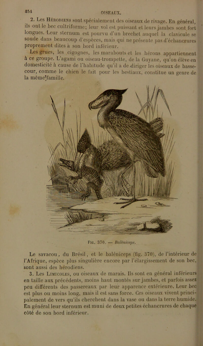 2. Les Hérodiens sont spécialement «les oiseaux de rivage. En général, ils ont le bec cultriformc; leur vol est puissant et leurs jambes sont fort longues. -Leur sternum est pourvu d’un brechet auquel la clavicule se soude dans beaucoup d'espèces, mais qui ne présente pas d’échancrures proprement dites à son bord inférieur. Les grues, les cigognes, les marabouts et les hérons appartiennent à ce groupe. L’agami ou oiseau-trompette, de la Guyane, qu’on élève en domesticité ci cause de 1 habitude qu’il a de diriger les oiseaux de basse- cour, comme le chien le lait pour les bestiaux, constitue un genre de la même-famille. Fig. 370. — Balèniceps. Le savacou, du Brésil, et le balèniceps (fig. 370), de l’intérieur de l’Afrique, espèce plus singulière encore par l’élargissement de son bec, sonL aussi des hérodiens. 3. Les Limicoles, ou oiseaux de marais. Ils sont en général inférieurs en taille aux précédents, moins haut montés sur jambes, et parfois assez peu différents des passereaux par leur apparence extérieure. Leur bec est plus ou moins long, mais il est sans force. Ces oiseaux vivent princi- palement de vers qu'ils cherchent dans la vase ou dans la terre humide. En général leur sternum est muni de deux petites échancrures de chaque côté de son bord inférieur.