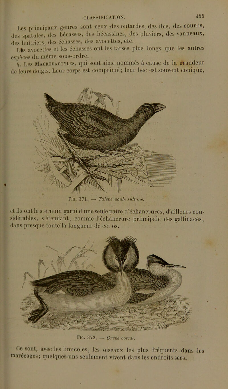 Fig. 372. — Grèbe cornu. Ce sont, avec les limicoles, les oiseaux les plus fréquents dans les marécages; quelques-uns seulement vivent dans les endroits secs. CLASSIFICATION. Les principaux genres sont ceux des outardes, îles ibis, des courlis, des spatules, des bécasses, des bécassines, des pluviers, des vanneaux, des huîtriers, des échasses, des avocettes, etc. Lis avoceltes et les échasses ont les tarses plus longs que les autres espèces du môme sous-ordre. /, lcs Macrodactyles, qui sont ainsi nommés à cause de la grandeur de leurs doigts. Leur corps est comprimé; leur bec est souvent conique, Fig. 371. — Talève voule sultane. et ils ont le sternum garni d’une seule paire d’échancrures, d’ailleurs con- sidérables, s’étendant, comme l’échancrure principale des gallinacés, dans presque toute la longueur de cet os.