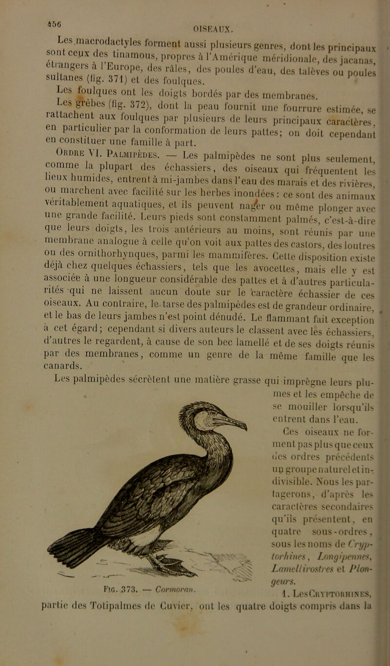 45{j OISEAUX. ^n^n?aCî°da*CtyleS forment aussi Prieurs genres, dont les principaux ni UX f tmamous> propres à l’Amérique méridionale, des jacanas angers à l’Europe, des râles, des poules d’eau, des talées oJ pou £ sultanes (fig. 371) et des foulques. 1 Les foulques ont les doigts bordés par des membranes, es grebes (fig. 372), dont la peau fournit une fourrure estimée, se rattachent aux foulques par plusieurs de leurs principaux caractères en particulier par la conformation de leurs pattes; on doit cependant en constituer une famille à part. Ordre VI. Palmipèdes. — Les palmipèdes ne sont plus seulement comme la plupart des échassiers, des oiseaux qui fréquentent les beux humides, entrent à mi-jambes dans l’eau des marais et des rivières ou marchent avec facilité sur les herbes inondées : ce sont des animaux véritablement aquatiques, et ils peuvent na^er ou môme plonger avec une grande facilité. Leurs pieds sont constamment palmés, c’est-à-dire que leurs doigts, les trois antérieurs au moins, sont réunis par une membrane analogue à celle qu’on voit aux pattes des castors, des loutres ou des ornithorhynques, parmi les mammifères. Cette disposition existe déjà chez quelques échassiers, tels que les avocettes, mais elle y est associée à une longueur considérable des pattes et à d’autres particula- rités qui ne laissent aucun doute sur le 'caractère échassier de ces oiseaux. Au contraire, le. tarse des palmipèdes est de grandeur ordinaire, et le bas de leurs jambes n’est point dénudé. Le flammant fait exception a cet égard; cependant si divers auteurs le classent avec les échassiers d’autres le regardent, à cause de son bec lamellé et de ses doigts réunis par des membranes, comme un genre de la même famille que les canards. Les palmipèdes sécrètent une matière grasse qui imprègne leurs plu- mes et les empêche de se mouiller lorsqu’ils entrent dans l’eau. Ces oiseaux ne for- ment pas plus que ceux des ordres précédents un groupe naturel et in- divisible. Nous les par- tagerons, d’après les caractères secondai res qu’ils présentent, en quatre sous-ordres, sous les noms de Cryp- tor/iincs, Longipennes, Lamdlirostres et Plon- Fîg. ,373. — Cormoran. geurs. 1. LesCnYl'TORHINES, partie des Totipalmcs de Cuvier, ont les quatre doigts compris dans la
