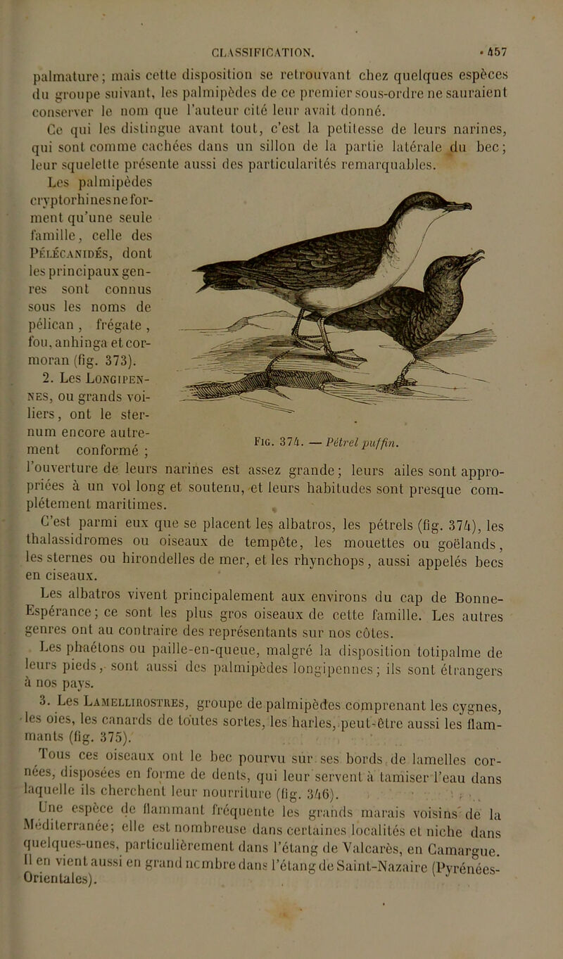 palmature; mais cotte disposition se retrouvant chez quelques espèces du groupe suivant, les palmipèdes de ce premier sous-ordre ne sauraient conserver le nom que l’auteur cité leur avait donné. Ce qui les distingue avant tout, c’est la petitesse de leurs narines, qui sont comme cachées dans un sillon de la partie latérale du bec; leur squelette présente aussi des particularités remarquables. Les palmipèdes cryptorhi nés ne for- ment qu’une seule famille, celle des PÉLÉCANIDÉS, dont les principaux gen- res sont connus sous les noms de pélican , frégate , fou, anhinga et cor- moran (fig. 373). 2. Les Longipen- nes, ou grands voi- liers , ont le ster- num encore autre- ment conformé ; Fig. 374. —Pétrel puf fin. l’ouverture de leurs narines est assez grande; leurs ailes sont appro- priées à un vol long et soutenu, et leurs habitudes sont presque com- plètement maritimes. C’est parmi eux que se placent les albatros, les pétrels (fig. 374), les thalassidromes ou oiseaux de tempête, les mouettes ou goélands, les sternes ou hirondelles de mer, et les rhynchops, aussi appelés becs en ciseaux. ljes albatros vivent principalement aux environs du cap de Bonne- Espérance; ce sont les plus gros oiseaux de cette famille. Les autres genres ont au contraire des représentants sur nos côtes. Les p Inné tons ou paille-en-queue, malgré la disposition totipalme de leurs pieds, sont aussi des palmipèdes longipcnnes; ils sont étrangers à nos pays. 3. Les Lamellirosthes, groupe de palmipèdes comprenant les cygnes, les oies, les canards de toutes sortes, les harles, peut-être aussi les flam- mants (fig. 375). Tous ces oiseaux ont le bec pourvu sur ses bords de lamelles cor- nées, disposées en forme de dents, qui leur servent à tamiser l’eau dans laquelle ils cherchent leur nourriture (fig. 346). Une espèce de flammant fréquente les grands marais voisins de la Mediterranée; elle est nombreuse dans certaines localités et niche dans quelques-unes, particulièrement dans l’étang de Valcarès, en Camargue. Il en vient aussi en grand nombre dans l’étang de Saint-Nazaire (Pyrénées- Orientales). .