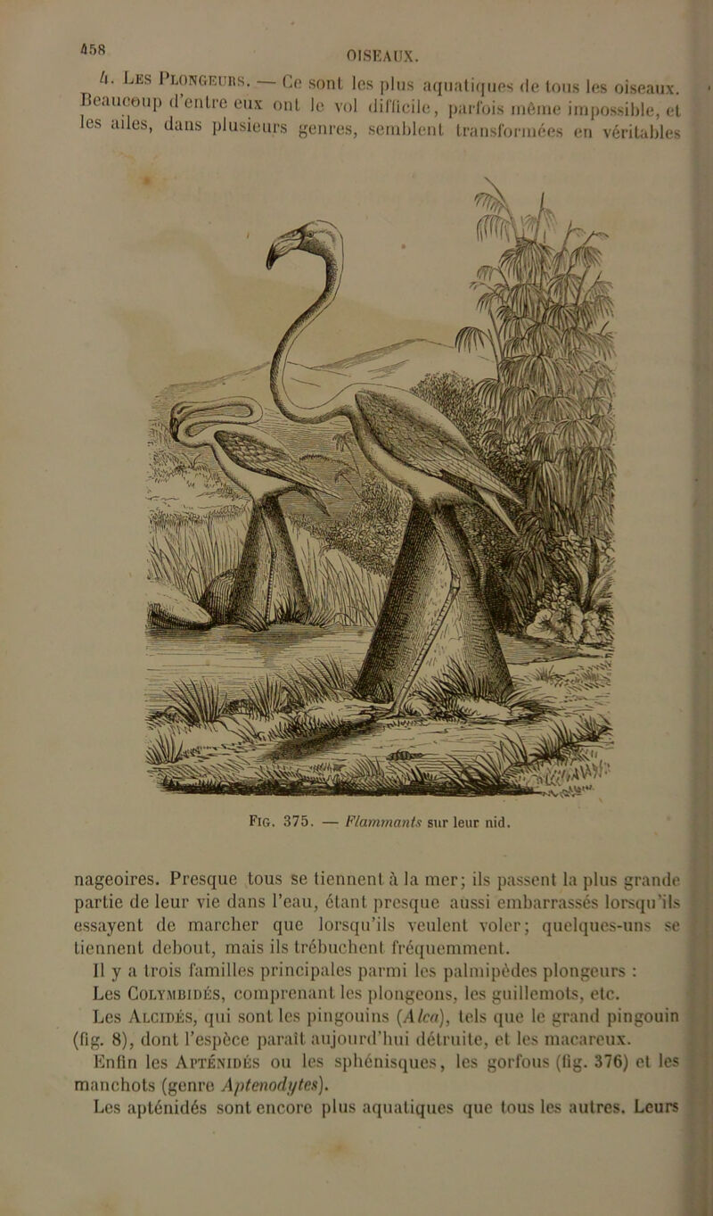 t\. Les I longeurs. Ce sont les plus aquatiques de tous les oiseaux. Beaucoup d entre eux ont le vol difficile, parfois même impossible, et les ailes, dans plusieurs genres, semblent transformées en véritables Fig. 375. — Flamrnants sur leur nid. nageoires. Presque tous se tiennent à la mer; ils passent la plus grande partie de leur vie dans l’eau, étant presque aussi embarrassés lorsqu’ils essayent de marcher que lorsqu’ils veulent voler; quelques-uns se tiennent debout, mais ils trébuchent fréquemment. 11 y a trois familles principales parmi les palmipèdes plongeurs : Les Colymbidés, comprenant les plongeons, les guillemots, etc. Les Alcidés, qui sont les pingouins (Alcn), tels que le grand pingouin (fig. 8), dont l’espèce paraît aujourd’hui détruite, et les macareux. Enfin les ApténidÉS ou les sphénisques, les gorfous (fig. 376) et les manchots (genre Aptenodi/tes). Les aplénidés sont encore plus aquatiques que tous les autres. Leurs
