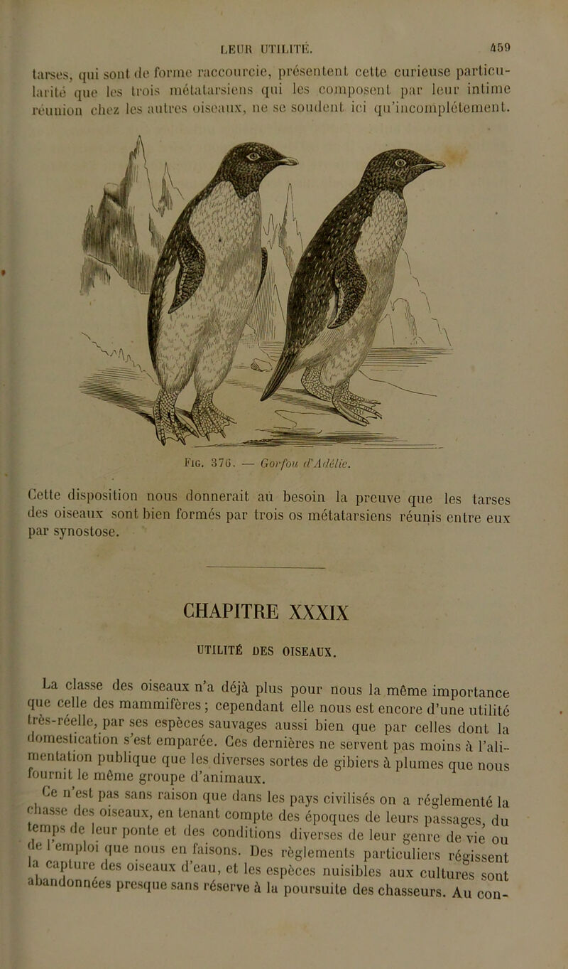 tarses, qui sont de forme raccourcie, présentent cette curieuse particu- larité que les trois métatarsiens qui les composent par leur intime réunion chez les autres oiseaux, ne se soudent ici qu’incomplétement. Fig. 37ü. — Gorfou d'Adélie. Cette disposition nous donnerait au besoin la preuve que les tarses des oiseaux sont bien formés par trois os métatarsiens réunis entre eux par synostose. CHAPITRE XXXIX UTILITÉ DES OISEAUX. La classe des oiseaux n a déjà plus pour nous la même importance que celle des mammifères ; cependant elle nous est encore d’une utilité très-réelle, par ses espèces sauvages aussi bien que par celles dont la domestication s’est emparée. Ces dernières ne servent pas moins à l'ali- mentation publique que les diverses sortes de gibiers à plumes que nous lourmt le même groupe d’animaux. Ce n est pas sans raison que dans les pays civilisés on a réglementé la c lasse des oiseaux, en tenant compte des époques de leurs passages du temps de leur ponte et des conditions diverses de leur genre de vie ou , e e™ploi [iue no,ls en faisons. Des règlements particuliers régissent a Capture des oiseaux d’eau, et les espèces nuisibles aux cultures sont abandonnées presque sans réserve à la poursuite des chasseurs. Au con-