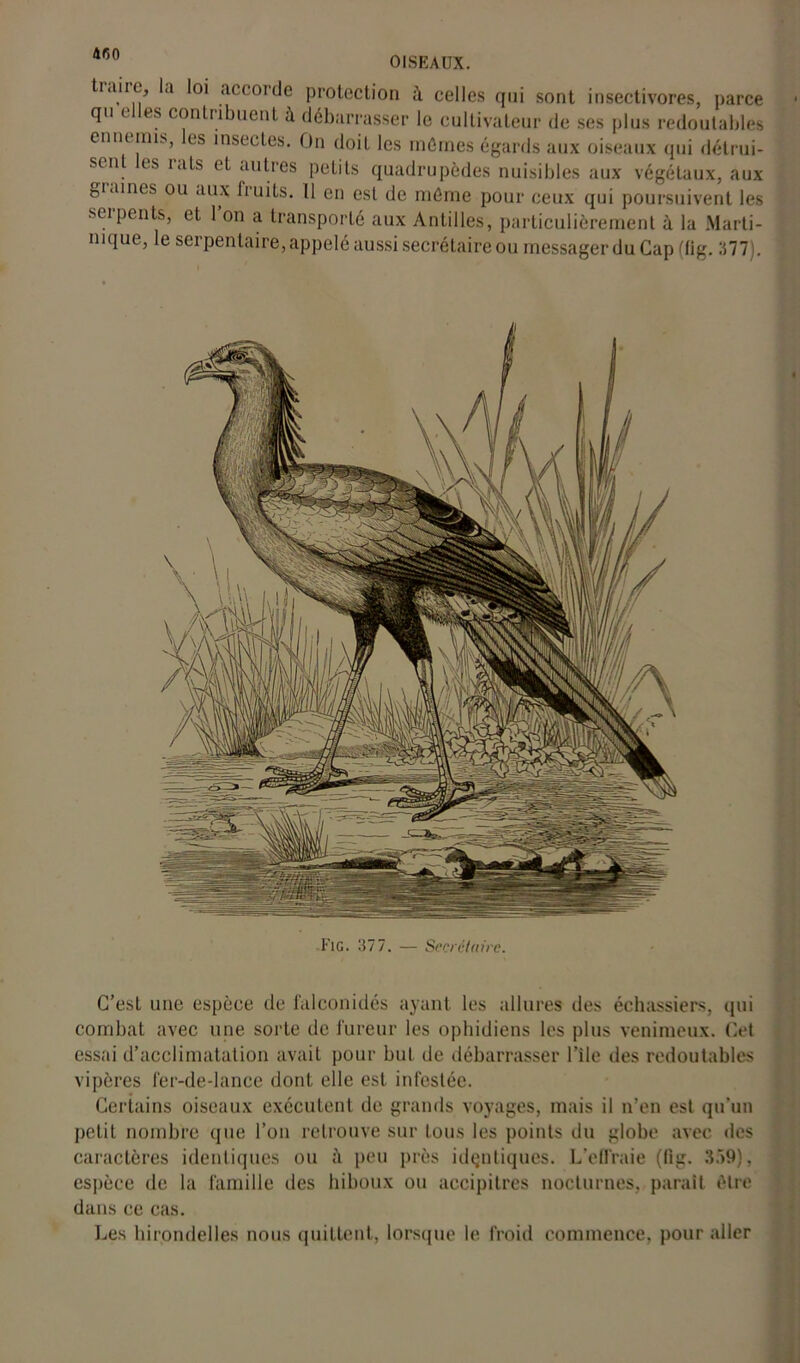 4fi0 OISEAUX. tiaiie, la loi accorde protection à celles qui sont insectivores, parce qn elles contribuent à débarrasser le cultivateur de ses plus redoutables ennemis, les insectes. On doit les mûmes égards aux oiseaux qui détrui- sent les rats et autres petits quadrupèdes nuisibles aux végétaux, aux giaines ou aux fruits. 11 en est de môme pour ceux qui poursuivent les serpents, et 1 on a transporté aux Antilles, particulièrement à la Marti- nique, le serpentaire, appelé aussi secrétaire ou messager du Gap (fig. 377). Fig. 377. — Secrétaire. C’est une espèce de falconidés ayant les allures des échassiers, qui combat avec une sorte de fureur les ophidiens les plus venimeux. Cet essai d’acclimatation avait pour but de débarrasser l’ile des redoutables vipères fer-de-lance dont elle est infestée. Certains oiseaux exécutent de grands voyages, mais il n’en est qu’un petit nombre que l’on retrouve sur tous les points du globe avec des caractères identiques ou à peu près identiques. L’effraie (fig. 359), espèce de la famille des hiboux ou accipitres nocturnes, paraît être dans ce cas. Les hirondelles nous quittent, lorsque le froid commence, pour aller