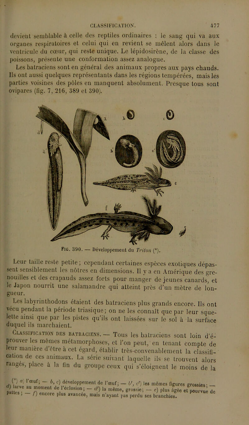 devient semblable celle des reptiles ordinaires : le sang qui va aux organes respiratoires et celui qui en revient se mêlent alors dans le ventricule du cœur, qui reste unique. Le lépidosirène, de la classe des poissons, présente une conformation assez analogue. Les batraciens sont en général des animaux propres aux pays chauds. Ils ont aussi quelques représentants dans les régions tempérées, mais les parties voisines des pôles en manquent absolument. Presque tous sont ovipares (fig. 7, 216, 389 et 390). Fig. 390. — Développement du Triton (*). Leur taille reste petite; cependant certaines espèces exotiques dépas- sent sensiblement les nôtres en dimensions. Il y a en Amérique des gre- nouilles et des crapauds assez forts pour manger de jeunes canards, et io Japon nourrit une salamandre qui atteint près d’un mètre de lon- gueur. Les labyrinthodons étaient des batraciens plus grands encore. Us ont \écu pendant la période triasique; on ne les connaît que par leur sque- lette ainsi que par les pistes qu’ils ont laissées sur le sol à la surface duquel ils marchaient. Classification des batraciens. — Tous les batraciens sont loin d’é- prouver les mêmes métamorphoses, et l’on peut, en tenant compte de eur manière d être a cet égard, établir très-convenablement la classifi- cation de ces animaux. La série suivant laquelle ils se trouvent alors rangés, place à la (in du groupe ceux qui s’éloignent le moins de la r, ri, l’œuf; - b, c) développement de l’œuf; - b', c') les mômes figures grossies - — -ZI'- *> '» -«me, grossie; - e) „l„s fgfa de P ; /) encore plus avancée, mais n ayant [.as perdu ses branchies.