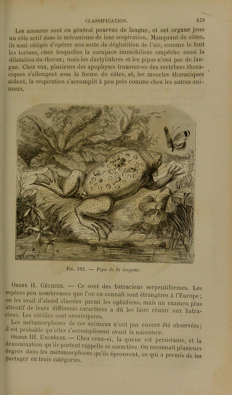 Les anoures sont en général pourvus de langue, et cet organe joue un rôle actif dans le mécanisme de leur respiration. Manquant de côtes, ils sont obligés d’opérer une sorte de déglutition de l’air, comme le font les tortues, chez lesquelles la carapace immobilisée empêche aussi la dilatation du thorax; mais les dactylèthres et les pipas n’ont pas de lan- gue. Chez eux, plusieurs des apophyses transverses des vertèbres thora- ciques s’allongent sous la forme de côtes, et, les muscles thoraciques aidant, la respiration s’accomplit à peu près comme chez les autres ani- maux. Ordre 11. Üécilies. — Ce sont des batraciens serpentiformes. Les espèces peu nombreuses que l’on en connaît sont étrangères à l’Europe ; on les avait d abord classées parmi les ophidiens, mais un examen plus attentif de leurs différents caractères a dû les faire réunir aux batra- ciens. Les cécilies sont ovovivipares. Les métamorphoses de ces animaux n’ont pas encore été observées; i est piobable qu elles s accomplissent avant la naissance. . Ordre J IL Urodèles. — Chez ceux-ci, la queue est persistante, et la dénomination qu’ils portent rappelle ce caractère. On reconnaît plusieurs egre.s ( ans les métamorphoses qu’ils éprouvent, ce qui a permis de les partager en trois catégories.
