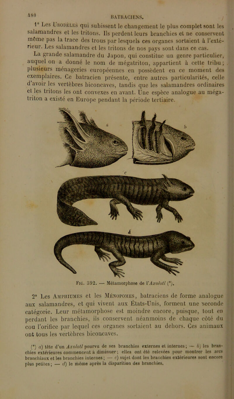 1° Les Uhodèles qui subissent le changement le plus complet sont les salamandres et les tritons. Ils perdent leurs branchies et ne conservent môme pas la trace des trous par lesquels ces organes sortaient à l’exté- rieur. Les salamandres et les tritons de nos pays sont dans ce cas. La grande salamandre du Japon, qui constitue un genre particulier, auquel on a donné le nom de mégatriton, appartient à cette tribu; plusieurs ménageries européennes en possèdent en ce moment des exemplaires. Ce batracien présente, entre autres particularités, celle d avoir les vertèbres biconcaves, tandis que les salamandres ordinaires et les triions les ont convexes en avant. Une espèce analogue au méga- triton a existé en Europe pendant la période tertiaire. Fig. 392. — Métamorphose de l'Axolotl (*). 2° Les Amphiumes et les Ménopomes, batraciens de forme analogue aux salamandres, et qui vivent aux États-Unis, forment une seconde catégorie. Leur métamorphose est moindre encore, puisque, tout en perdant les branchies, ils conservent néanmoins de chaque côté du cou l’orifice par lequel ces organes sortaient au dehors. Ces animaux ont tous les vertèbres biconcaves. (*) (*) a) tête d’un Axolotl pourvu de ses branchies externes et internes ; — b) les bran- chies extérieures commencent à diminuer; elles ont été relevées pour montrer les arcs branchiaux et les branchies internes; — c) sujet dont les branchies extérieures sont encore plus petites; — </) le même après la disparition des branchies.