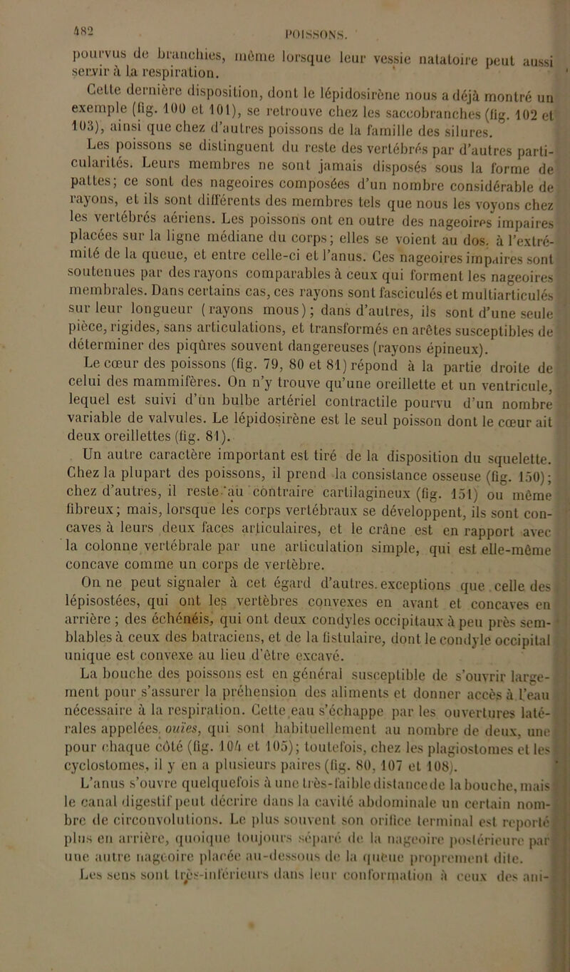pourvus do branchies, môme lorsque leur vessie natatoire peut aussi servir à la respiration. Celte dernière disposition, dont le lépidosirène nous a déjà montré un exemple (lig. 100 et 101), se retrouve chez les saceobranches (fig. 102 et 103), ainsi que chez d’autres poissons de la famille des silures. ° Les poissons se distinguent du reste des vertébrés par d’autres parti- cularités. Leurs membres ne sont jamais disposés sous la forme de pattes; ce sont des nageoires composées d’un nombre considérable de rayons, el ils sont différents des membres tels que nous les voyons chez les vertébrés aériens. Les poissons ont en outre des nageoires impaires placées sur la ligne médiane du corps; elles se voient au dos. à l’extré- mité de la queue, et entre celle-ci et 1 anus. Ces nageoires impaires sont soutenues par des rayons comparables à ceux qui forment les nageoires membrales. Dans certains cas, ces rayons sont fasciculés et multiarticulés sur leur longueur (rayons mous); dans d’autres, ils sont d’une seule pièce, rigides, sans articulations, et transformés en arêtes susceptibles de déterminer des piqûres souvent dangereuses (rayons épineux). Le cœur des poissons (fig. 79, 80 et 81) répond à la partie droite de ; celui des mammifères. On n y trouve qu’une oreillette et un ventricule, lequel est suivi d’un bulbe artériel contractile pourvu d’un nombre variable de valvules. Le lépidosirène est le seul poisson dont le cœur ait deux oreillettes (fig. 81). Un autre caractère important est tiré de la disposition du squelette. Chez la plupart des poissons, il prend la consistance osseuse (fig. 150); ; chez d’autres, il reste .'au contraire cartilagineux (fig. 151) ou môme fibreux; mais, lorsque les corps vertébraux se développent, ils sont con- caves à leurs deux faces articulaires, et le crâne est en rapport avec la colonne vertébrale par une articulation simple, qui est elle-même concave comme un corps de vertèbre. On ne peut signaler à cet égard d’autres, exceptions que celle des | lépisostées, qui ont les vertèbres convexes en avant et concaves en arrière ; des échénéis, qui ont deux condyles occipitaux à peu près sem- • blables à ceux des batraciens, et de la fistulaire, dont le condyle occipital unique est convexe au lieu d’être excavé. La bouche des poissons est en général susceptible de s’ouvrir large- y ment pour s’assurer la préhension des aliments et donner accès à l’eau nécessaire à la respiration. Celle eau s’échappe par les ouvertures laté- rales appelées, ouïes, qui sont habituellement au nombre de deux, une! pour chaque côté (fig. 10à et 105); toutefois, chez les plagiostomes et les! cyclostomes, il y en a plusieurs paires (fig. 80, 107 et 108). L’anus s’ouvre quelquefois à une très-faible dislancede la bouche, mais] le canal digestif peut décrire dans la cavité abdominale un certain nom-] bre de circonvolutions. Le plus souvent son orifice terminal est reporté] plus eu arrière, quoique toujours séparé de la nageoire postérieure par» une autre nageoire placée au-dessous de la queue proprement dite. Les sens sont Irès-inl'erieurs dans leur conformation à ceux des ani-