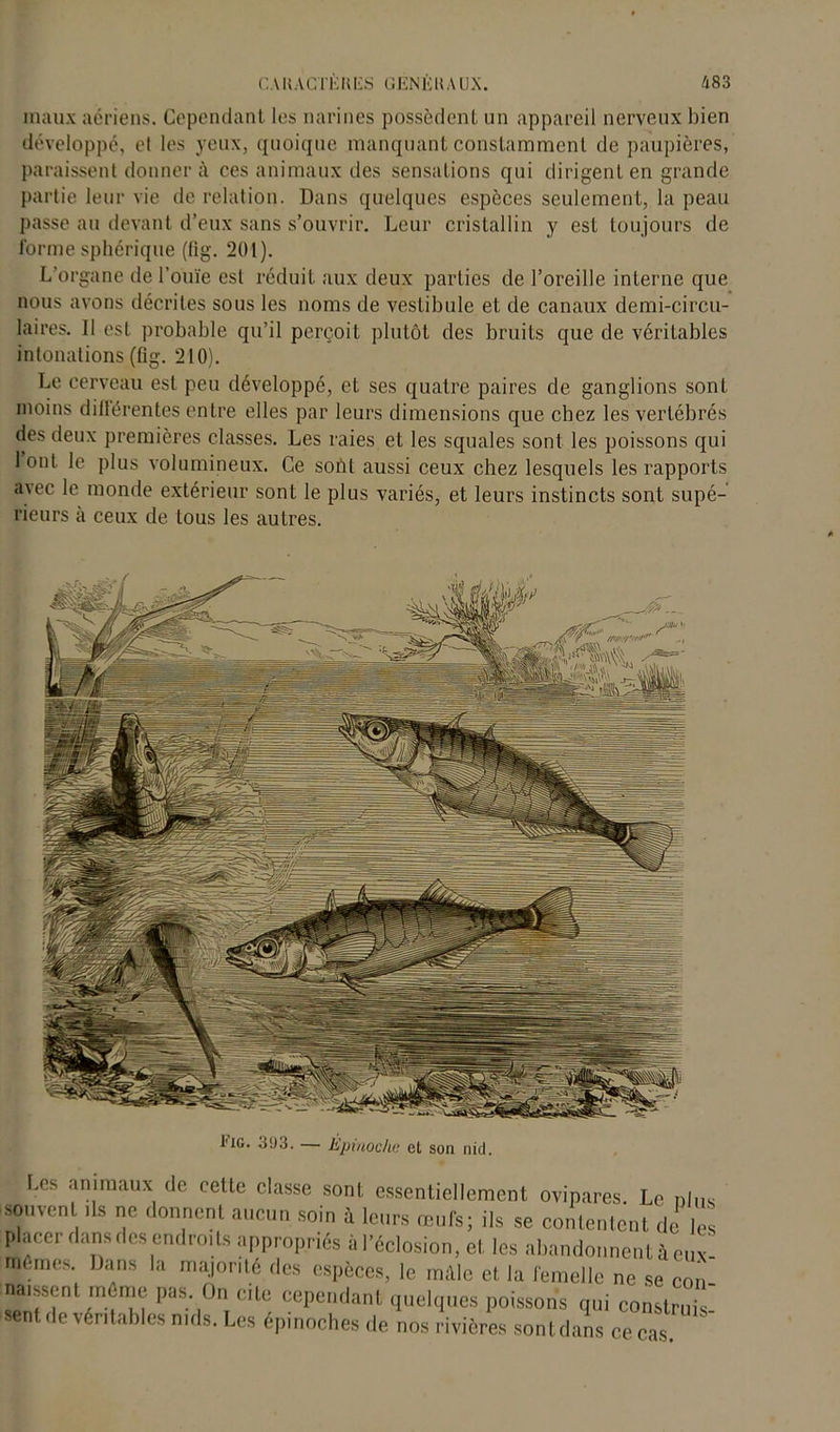 CAKACTKIŒS GENE»AUX fi 83 maux aériens. Cependant les narines possèdent un appareil nerveux bien développé, et les yeux, quoique manquant constamment de paupières, paraissent donner à ces animaux des sensations qui dirigent en grande partie leur vie de relation. Dans quelques espèces seulement, la peau passe au devant d’eux sans s’ouvrir. Leur cristallin y est toujours de forme sphérique (fig. 201). L'organe de l’ouïe est réduit aux deux parties de l’oreille interne que nous avons décrites sous les noms de vestibule et de canaux demi-circu- laires. Il est probable qu’il perçoit plutôt des bruits que de véritables intonations (fig. 210). Le cerveau est peu développé, et ses quatre paires de ganglions sont moins différentes entre elles par leurs dimensions que chez les vertébrés des deux premières classes. Les raies et les squales sont les poissons qui 1 ont le plus volumineux. Ce soht aussi ceux chez lesquels les rapports a%ec le monde extérieur sont le plus variés, et leurs instincts sont supé- rieurs à ceux de tous les autres. lue. 393. — Epinoche et son nid. Los animaux de cette classe sont essentiellement ovipares Le nlus souvent ils ne donnent aucun soin a leurs œufs; ils se contentent de les placer Hans des endroits appropriés à l’éclosion, et les abandonnent à eux! mêmes Dans la majorité des espèces, le mille et la femelle ne se cou naissent même pas On cite cependant quelques poissons qui construis sent de véritables nids. Les épinoches de nos rivières sont dans ce cas.