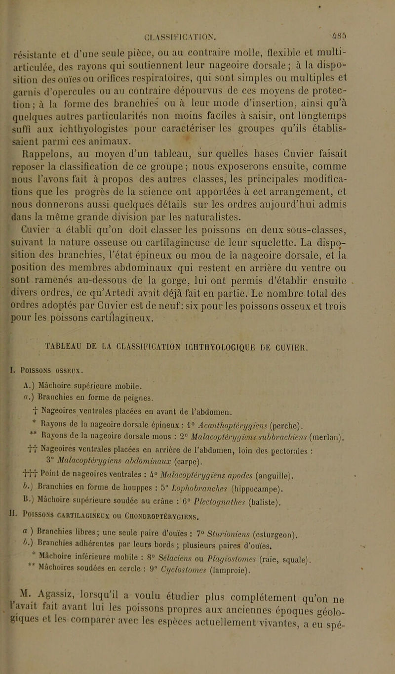 CLASSIFICATION. A85 résistante et d’une seule pièce, ou au contraire molle, flexible et multi- articulée, des rayons qui soutiennent leur nageoire dorsale; à la dispo- sition des ouïes ou orifices respiratoires, qui sont simples ou multiples et garnis d’opercules ou au contraire dépourvus de ces moyens de protec- tion; à la forme des branchies ou à leur mode d’insertion, ainsi qu’à quelques autres particularités non moins faciles à saisir, ont longtemps sulïi aux ichthyologistes pour caractériser les groupes qu’ils établis- saient parmi ces animaux. Rappelons, au moyen d’un tableau, sur quelles bases Cuvier faisait reposer la classification de ce groupe; nous exposerons ensuite, comme nous l’avons fait à propos des autres classes, les principales modifica- tions que les progrès de la science ont apportées à cet arrangement, et nous donnerons aussi quelques détails sur les ordres aujourd’hui admis dans la même grande division par les naturalistes. Cuvier a établi qu’on doit classer les poissons en deux sous-classes, suivant la nature osseuse ou cartilagineuse de leur squelette. La dispo- sition des branchies, l’état épineux ou mou de la nageoire dorsale, et la position des membres abdominaux qui restent en arrière du ventre ou sont ramenés au-dessous de la gorge, lui ont permis d’établir ensuite divers ordres, ce qu’Artedi avait déjà fait en partie. Le nombre total des ordres adoptés par Cuvier est de neuf: six pour les poissons osseux et trois pour les poissons cartilagineux. TABLEAU DE LA CLASSIFICATION ICHTHYOLOGIQUE DE CUVIER. I. Poissons osseux. A. ) Mâchoire supérieure mobile. fl.) Branchies en forme de peignes. t Nageoires ventrales placées eu avant de l’abdomen. + Rayons de la nageoire dorsale épineux: 1° Acanthoptérygiens (perche). ** Rayons de la nageoire dorsale mous : 2° Malacoptérygicns subbrachiens (merlan), tt Nageoires ventrales placées en arrière de l’abdomen, loin des pectorales : 3° Malacoptérygiens abdominaux (carpe). II I P°‘(d de nageoires ventrales : 4° Malacoptérygiens apodes (anguille). b.j Branchies en forme de houppes : 5 Lophobranches (hippocampe). B. ) Mâchoire supérieure soudée au crâne : G0 Plcdognatlies (baliste). II. Poissons cartilagineux ou Chondroptérygiens. fl ) Branchies libres; une seule paire d’ouïes : 7° Sturioniens (esturgeon). b.) branchies adhérentes par leurs bords ; plusieurs paires d’ouïes. * Mâchoire inférieure mobile : 8° Sélaciens ou Plagiostomes (raie, squale). Mâchoires soudées en cercle : 9° Cycloslomcs (lamproie). , Agassiz, lorsqu’il a voulu étudier plus complètement qu’on ne lavait fait avant lui les poissons propres aux anciennes époques géolo- giques et les comparer avec les espèces actuellement vivantes, a eu spé-