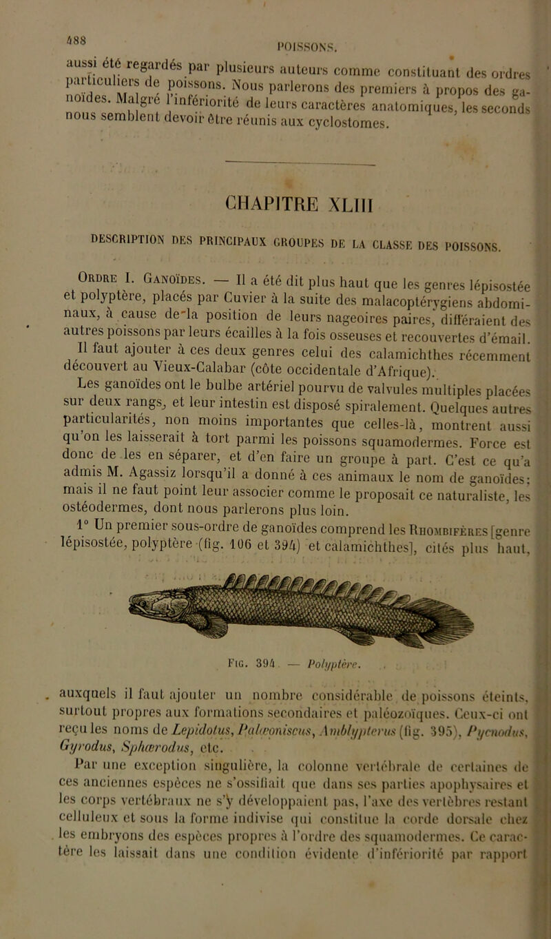 POISSONS. aussi été regardés par plusieurs auteurs comme constituant des ordres nnïdp? M l de f01rS0nS' N°US parlerons des Premiers à propos des ga- des. Ma gie 1 infériorité de leurs caractères anatomiques, les seconds nous semblent devoir être réunis aux cyclostomes. CHAPITRE XLIII DESCRIPTION DES PRINCIPAUX GROUPES DE LA CLASSE DES POISSONS. Ordre I. Ganoïdes. - Il a été dit plus haut que les genres lépisostée et polyptere, placés par Cuvier à la suite des malacoptérygiens abdomi- naux, à cause de'la position de leurs nageoires paires, différaient des autres poissons par leurs écailles à la fois osseuses et recouvertes d’émail. Il faut ajouter à ces deux genres celui des calamichthes récemment découvert au Vieux-Calabar (côte occidentale d’Afrique). Les ganoïdes ont le bulbe artériel pourvu de valvules multiples placées sur deux rangs, et leur intestin est disposé spiralement. Quelques autres particularités, non moins importantes que celles-là, montrent aussi qu on les laisserait à tort parmi les poissons squamodermes. Force est donc de les en séparer, et d’en faire un groupe à part. C’est ce qu’a admis M. Agassiz lorsqu il a donné à ces animaux le nom de ganoïdes; mais il ne faut point leur associer comme le proposait ce naturaliste, les ostéodermes, dont nous parlerons plus loin. 1 Un piemier sous-ordre de ganoïdes comprend les Rhombifères [genre lépisostée, polyptere (lig. 106 et 394) et calamichthes], cités plus haut, Fig. 394 — Polyptère. auxquels il faut ajouter un nombre considérable de poissons éteints, I surtout propres aux formations secondaires et paléozoïques. Ceux-ci ont reçu les noms de Lepidolus, I'alœoniscus, Ambh/ptcrus (fig. 395), Pycnodus, ; Gyrodus, Sphœrodus, etc. Par une exception singulière, la colonne vertébrale de certaines de | ces anciennes espèces ne s'ossifiait que dans ses parties apophysaires et ’ les corps vertébraux ne s’y développaient pas, l’axe des vertèbres restant celluleux et sous la forme indivise qui constitue la corde dorsale chez les embryons des espèces propres à l’ordre des squamodermes. Ce carac* j 1ère les laissait dans une condition évidente d’infériorité par rapport