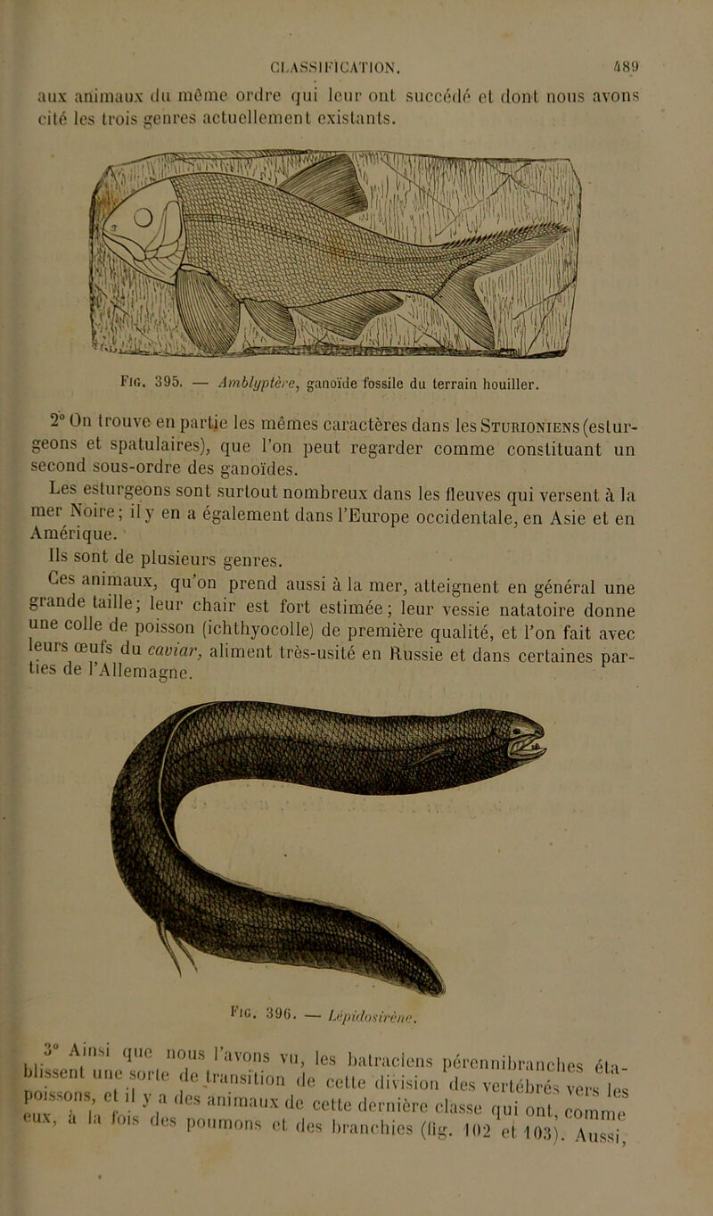 aux animaux du môme ordre qui leur ont succédé et dont nous avons cité les trois genres actuellement existants. Fifi. 395. — Amblyptère, ganoïde fossile du terrain houiller. 2° On trouve en partie les mêmes caractères dans les Sturioniens (estur- geons et spatulaires), que l’on peut regarder comme constituant un second sous-ordre des ganoïdes. Les esturgeons sont surtout nombreux dans les fleuves qui versent à la mei Noire; il y en a également dans l’Europe occidentale, en Asie et en Amérique. Ils sont de plusieurs genres. Ces animaux, qu on prend aussi à la mer, atteignent en général une 0tande taille, leur chair est fort estimée; leur vessie natatoire donne une colle de poisson (ichthyocolle) de première qualité, et l’on fait avec eurs œufs du caviar, aliment très-usité en Russie et dans certaines par- ties de l Allemagne. l'iG. 39(j. — Lêpùlosirène. 3 Ainsi que nous l’avons vu, les batraciens pércnnibranches éh biissent une sorte de transition de cette division des verte ïés vers poissons c ,1 y a des animaux de celte dernière classe qui ont o mm eux, a la fois des poumons et des branchies (fig. 102 et 403). Au^