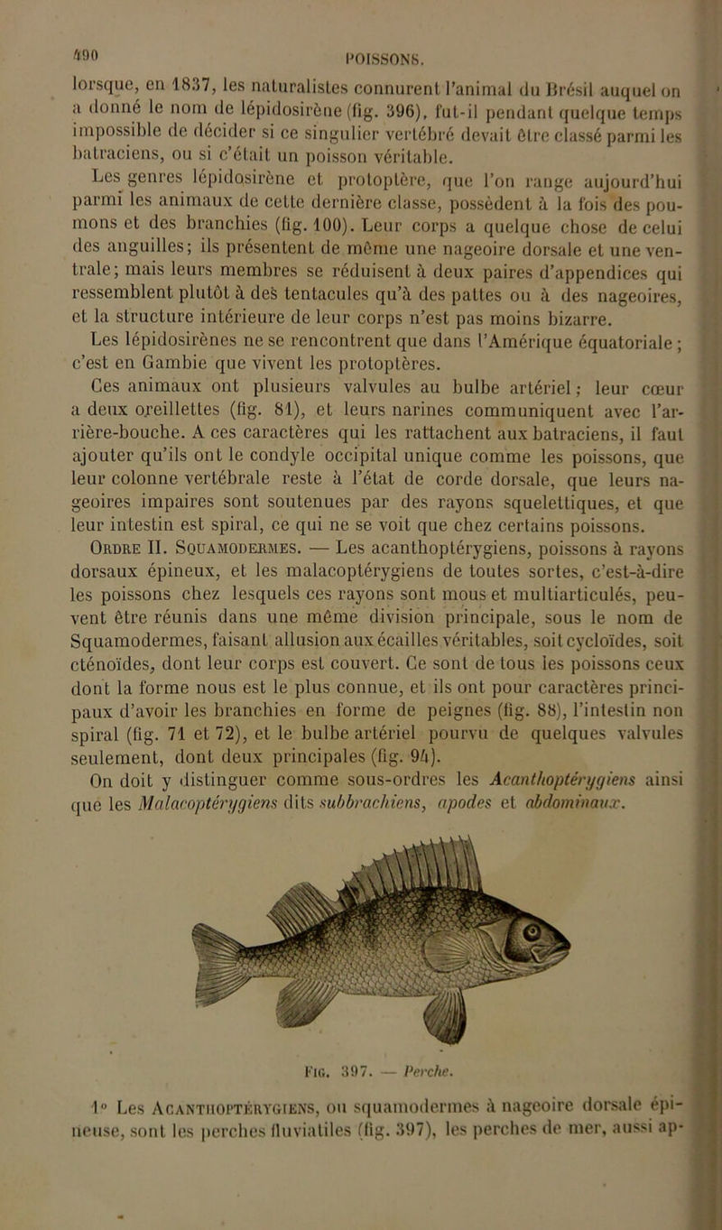 lorsque, en 1837, les naturalistes connurent l’animal du Brésil auquel on a donné le nom de lépidosirène (fig. 396), fut-il pendant quelque temps impossible de décider si ce singulier vertébré devait être classé parmi les batraciens, ou si c’était un poisson véritable. Les genres lépidosirène et protoptère, que l’on range aujourd’hui parmi les animaux de cette dernière classe, possèdent à la fois des pou- mons et des branchies (fig. 100). Leur corps a quelque chose de celui des anguilles; ils présentent de môme une nageoire dorsale et une ven- trale; mais leurs membres se réduisent à deux paires d’appendices qui ressemblent plutôt à de& tentacules qu’à des pattes ou à des nageoires, et la structure intérieure de leur corps n’est pas moins bizarre. Les lépidosirènes ne se rencontrent que dans l’Amérique équatoriale ; c’est en Gambie que vivent les protoptères. Ces animaux ont plusieurs valvules au bulbe artériel ; leur cœur a deux oreillettes (fig. 81), et leurs narines communiquent avec l’ar- rière-bouche. A ces caractères qui les rattachent aux batraciens, il faut ajouter qu’ils ont le condyle occipital unique comme les poissons, que leur colonne vertébrale reste à l’état de corde dorsale, que leurs na- geoires impaires sont soutenues par des rayons squelettiques, et que leur intestin est spiral, ce qui ne se voit que chez certains poissons. Ordre IL Squamodermes. — Les acanthoptérygiens, poissons à rayons dorsaux épineux, et les malacoptérygiens de toutes sortes, c’est-à-dire les poissons chez lesquels ces rayons sont mous et multiarticulés, peu- vent être réunis dans une même division principale, sous le nom de Squamodermes, faisant allusion aux écailles véritables, soit cycloïdes, soit cténoïdes, dont leur corps est couvert. Ce sont de tous les poissons ceux dont la forme nous est le plus connue, et ils ont pour caractères princi- paux d’avoir les branchies en forme de peignes (fig. 88), l’intestin non spiral (fig. 71 et 72), et le bulbe artériel pourvu de quelques valvules seulement, dont deux principales (fig. 9à). On doit y distinguer comme sous-ordres les Acanthoptérygiens ainsi que les Malacoptérygiens dits subbrachiens, apodes et abdominaux. Fie. 397. — Perche. 1° Les Acanthoptérygiens, ou squamodermes à nageoire dorsale épi- neuse, sont les perches fluviatiles (fig. 397), les perches de mer, aussi ap*