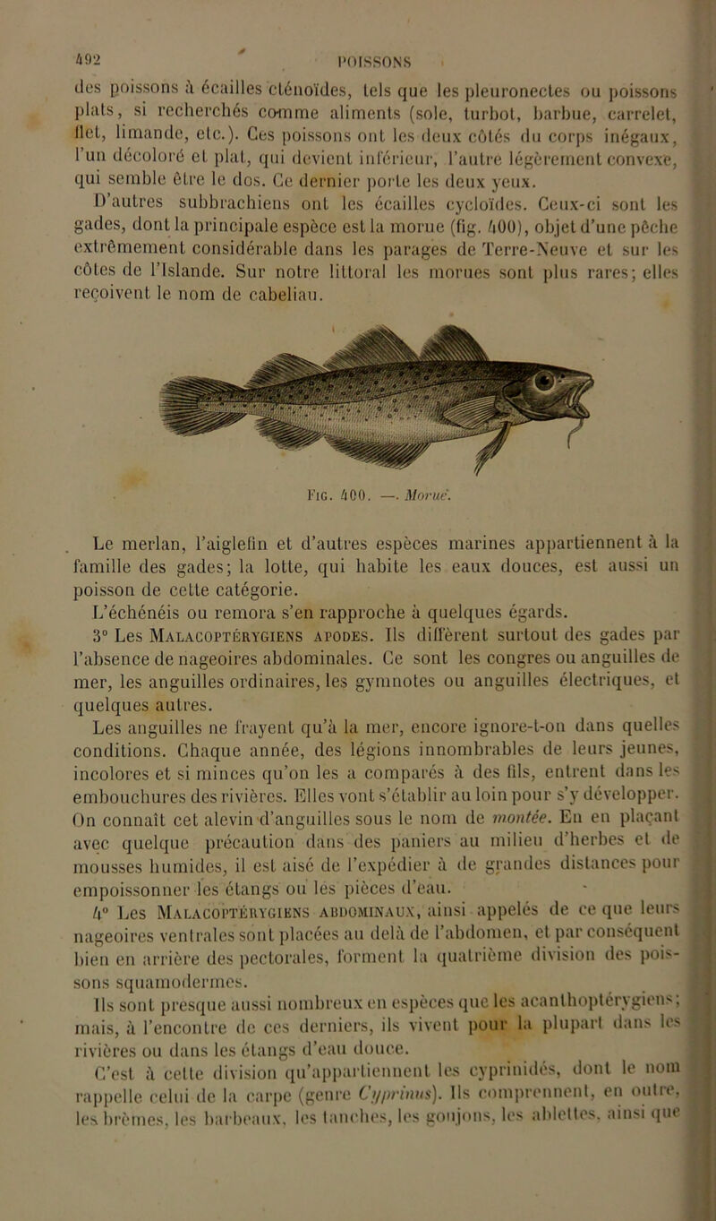 lies poissons à écailles clénoïdes, tels que les pleuronectes ou poissons plats, si recherchés comme aliments (sole, turbot, barbue, carrelet, ilet, limande, etc.). Ces poissons ont les deux côtés du corps inégaux, 1 un décoloré et plat, qui devient inférieur, l’autre légèrement convexe, qui semble ôLre le dos. Ce dernier porte les deux yeux. D’autres subbrachiens ont les écailles cycloïdes. Ceux-ci sont les gades, dont la principale espèce est la morue (fig. 400), objet d’une pêche extrêmement considérable dans les parages de Terre-Neuve et sur les côtes de l’Islande. Sur notre littoral les morues sont plus rares; elles reçoivent le nom de cabeliau. Le merlan, l’aiglefin et d’autres espèces marines appartiennent à la famille des gades; la lotte, qui habite les eaux douces, est aussi un poisson de cette catégorie. L’échcnéis ou rémora s’en rapproche à quelques égards. 3° Les Malacoptérygiens apodes. Ils diffèrent surtout des gades par l’absence de nageoires abdominales. Ce sont les congres ou anguilles de mer, les anguilles ordinaires, les gymnotes ou anguilles électriques, et quelques autres. Les anguilles ne frayent qu’à la mer, encore ignore-t-on dans quelles conditions. Chaque année, des légions innombrables de leurs jeunes, incolores et si minces qu’on les a comparés à des fds, entrent dans les embouchures des rivières. Elles vont s’établir au loin pour s’y développer. On connaît cet alevin d’anguilles sous le nom de montée. En en plaçant avec quelque précaution dans des paniers au milieu d’herbes et «le mousses humides, il est aisé de l’expédier à de grandes distances pour empoissonner les étangs ou les pièces d’eau. k° Les Malacoptérygiens abdominaux, ainsi appelés de ce que leurs nageoires ventrales sont placées au delà de l’abdomen, et par conséquent bien en arrière des pectorales, forment la quatrième division des pois- sons squamodermes. Ils sont presque aussi nombreux en espèces que les acanlhoptérvgiens; mais, à l’encontre de ces derniers, ils vivent pour la plupart dans les rivières ou dans les étangs d’eau douce. C’est à celte division qu’appartiennent les cyprinidés, dont le nom rappelle celui de la carpe (genre Cyprtnus). Ils comprennent, en outie, les brèmes, les barbeaux, les tanches, les goujons, les ablettes, ainsi qm