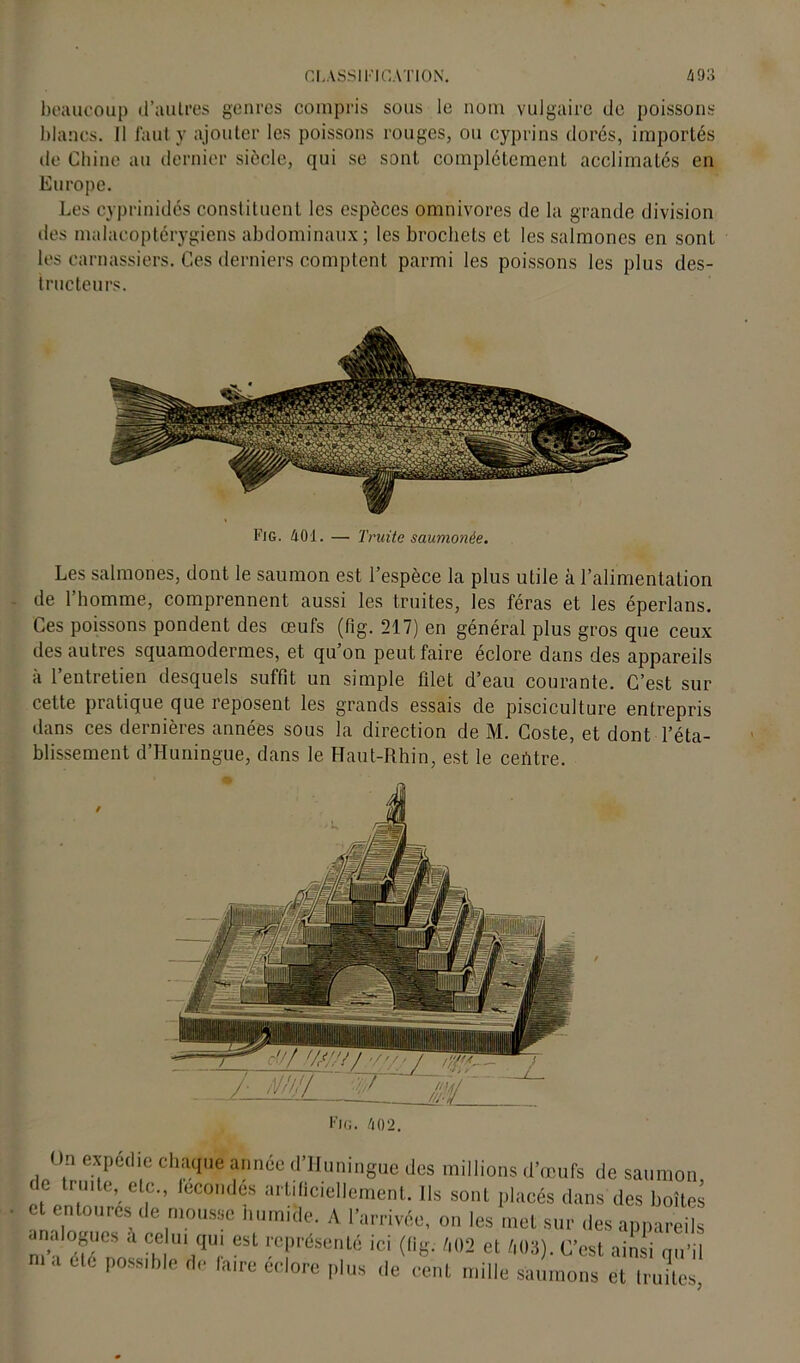 beaucoup d’autres genres compris sous le nom vulgaire de poissons blancs. 11 faut y ajouter les poissons rouges, ou cyprins dorés, importés de Chine au dernier siècle, qui se sont complètement acclimatés en Europe. Les cyprinidés constituent les espèces omnivores de la grande division des malacoptérygiens abdominaux; les brochets et les salmones en sont les carnassiers. Ces derniers comptent parmi les poissons les plus des- tructeurs. Les salmones, dont le saumon est l’espèce la plus utile à l’alimentation de l’homme, comprennent aussi les truites, les féras et les éperlans. Ces poissons pondent des œufs (fig. 217) en général plus gros que ceux des autres squamodermes, et qu’on peut faire éclore dans des appareils à 1 entretien desquels suffit un simple filet d’eau courante. C’est sur cette pratique que reposent les grands essais de pisciculture entrepris dans ces dernières années sous la direction de M. Coste, et dont l’éta- blissement d’Huningue, dans le Haut-Rhin, est le cehtre. Fig. 402. On expedie chaque année d’Huningue des millions d’œufs de saumon (c mite, etc., fécondés artificiellement. Ils sont placés dans des boîtes et entourés de mousse Humide. A l’arrivée, on les met sur des appareils T été nnU Ch l7Ur ^ ^ m Ct /,Ü3)- °’est «nsi qu’il ma été possible de faire eclore plus de cent mille saumons et truites