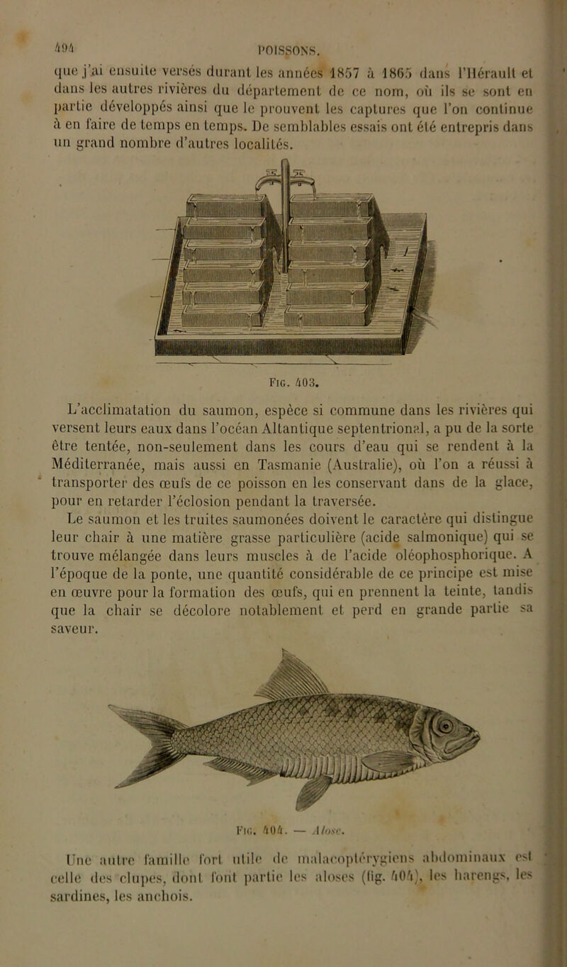 que j’ai ensuite versés durant les années 1857 à 1865 dans l’Hérault et dans les autres rivières du département de ce nom, où ils se sont en partie développés ainsi que le prouvent les captures que l’on continue en taire de temps en temps. De semblables essais ont été entrepris dans un grand nombre d’autres localités. Fig. 403. L’acclimatation du saumon, espèce si commune dans les rivières qui versent leurs eaux dans l’océan Allan tique septentrional, a pu de la sorte être tentée, non-seulement dans les cours d’eau qui se rendent à la Méditerranée, mais aussi en Tasmanie (Australie), où l’on a réussi à transporter des œufs de ce poisson en les conservant dans de la glace, pour en retarder l’éclosion pendant la traversée. Le saumon et les truites saumonées doivent le caractère qui distingue leur chair à une matière grasse particulière (acide salmonique) qui se trouve mélangée dans leurs muscles à de l’acide oléophosphorique. A l’époque de la ponte, une quantité considérable de ce principe est mise en œuvre pour la formation des œufs, qui en prennent la teinte, tandis que la chair se décolore notablement et perd en grande partie sa saveur. Fig. 404. — Alose. Une autre famille forl utile de malaeoptérygiens abdominaux csl celle des chipes, dont font partie les aloses (fig. UOft), les harengs, les sardines, les anchois.