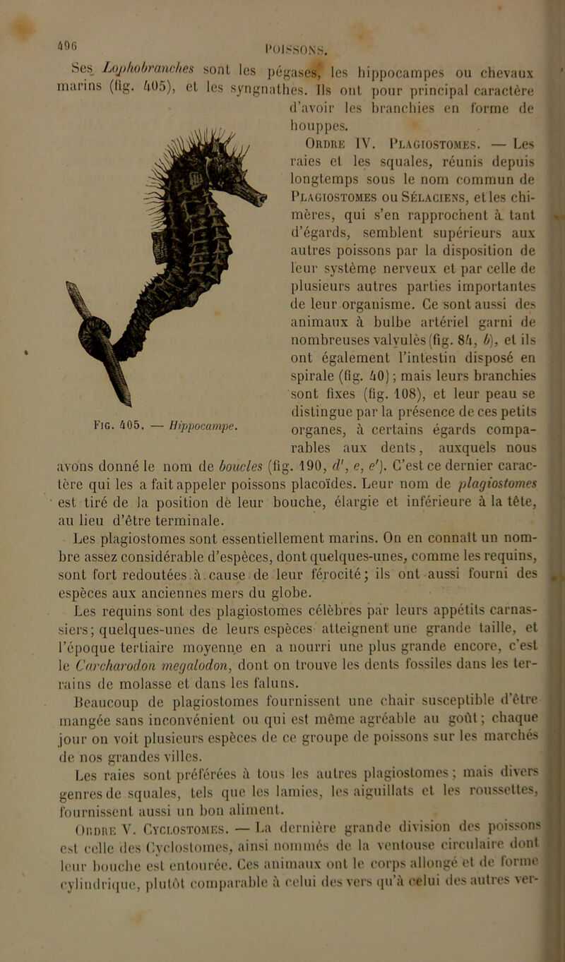 Scs Lojihobranches sont les pégases, les hippocampes ou chevaux marins (fig. 605), el les syngnathes. Ils ont pour principal caractère d’avoir les branchies en forme de houppes. Ordre IV. Plagiostomes. — Les raies cl les squales, réunis depuis longtemps sous le nom commun de Plagiostomes ou Sélaciens, et les chi- mères, qui s’en rapprochent à tant d’égards, semblent supérieurs aux autres poissons par la disposition de leur système nerveux et par celle de plusieurs autres parties importantes de leur organisme. Ce sont aussi des animaux à bulbe artériel garni de nombreuses valyulès (fig. 86, b), et ils ont également l’intestin disposé en spirale (fig. 60) ; mais leurs branchies sont fixes (fig. 108), et leur peau se distingue par la présence de ces petits l iG. 405. — Hippocampe. organes, à certains égards compa- rables aux dents, auxquels nous avons donné le nom de boucles (fig. 190, cl', e, <?'). C’est ce dernier carac- tère qui les a fait appeler poissons placoïdes. Leur nom de plagiostomes ■ est tiré de la position dè leur bouche, élargie et inférieure à la tète, au lieu d’être terminale. Les plagiostomes sont essentiellement marins. On en connaît un nom- bre assez considérable d’espèces, dont quelques-unes, comme les requins, sont fort redoutées.à.cause de leur férocité; ils ont aussi fourni des espèces aux anciennes mers du globe. Les requins sont des plagiostomes célèbres pair leurs appétits carnas- siers; quelques-unes de leurs espèces atteignent une grande taille, et l’époque tertiaire moyenne en a nourri une plus grande encore, c est le Carcharodon megaloclon, dont on trouve les dents fossiles dans les ter- rains de molasse et dans les faluns. Beaucoup de plagiostomes fournissent une chair susceptible d’être mangée sans inconvénient ou qui est même agréable au goût; chaque jour on voit plusieurs espèces de ce groupe de poissons sur les marchés de nos grandes villes. Les raies sont préférées à tous les autres plagiostomes; mais divers genres de squales, tels que les lamies, les aiguillats et les roussettes, fournissent aussi un bon aliment. Ordre V. Cyclostomes. — La dernière grande division des poissons est celle des Cyclostomes, ainsi nommés de la ventouse circulaire dont leur bouche est entourée. Ces animaux ont le corps allongé et de forme cylindrique, plutôt comparable a celui des vers qu a celui des autres vei-
