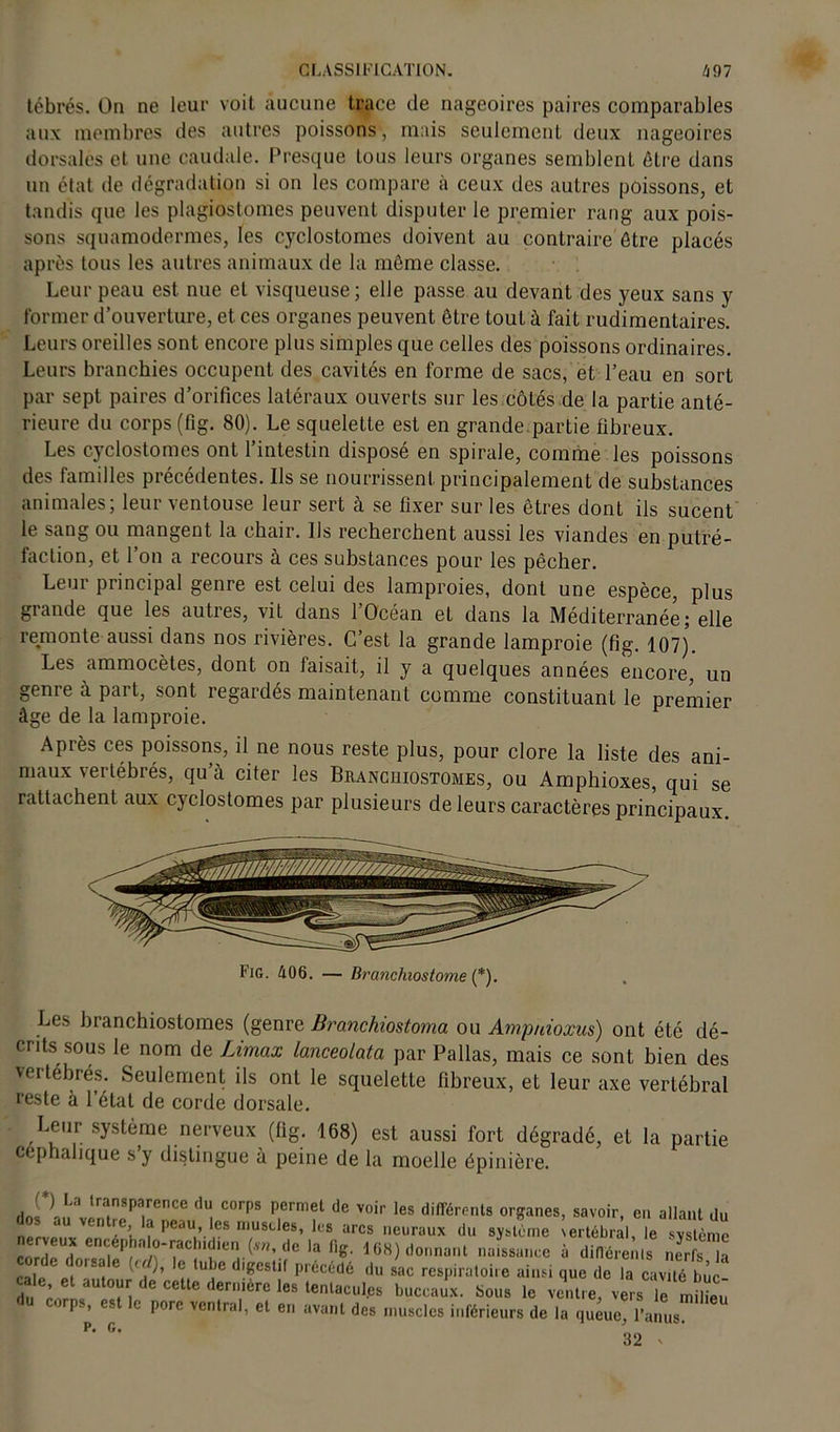 tébrés. On ne leur voit aucune trace de nageoires paires comparables aux membres des autres poissons, mais seulement deux nageoires dorsales et une caudale. Presque tous leurs organes semblent être dans un état de dégradation si on les compare à ceux des autres poissons, et tandis que les plagiostomes peuvent disputer le premier rang aux pois- sons squamodermes, les cyclostomes doivent au contraire être placés après tous les autres animaux de la même classe. Leur peau est nue et visqueuse ; elle passe au devant des yeux sans y former d’ouverture, et ces organes peuvent être tout à fait rudimentaires. Leurs oreilles sont encore plus simples que celles des poissons ordinaires. Leurs branchies occupent des cavités en forme de sacs, et l’eau en sort par sept paires d’orifices latéraux ouverts sur les côtés de la partie anté- rieure du corps (fig. 80). Le squelette est en grande partie fibreux. Les cyclostomes ont l’intestin disposé en spirale, comme les poissons des familles précédentes. Ils se nourrissent principalement de substances animales; leur ventouse leur sert à se fixer sur les êtres dont ils sucent le sang ou mangent la chair. Ils recherchent aussi les viandes en putré- faction, et l’on a recours à ces substances pour les pêcher. Leur principal genre est celui des lamproies, dont une espèce, plus grande que les autres, vit dans l’Océan et dans la Méditerranée; elle remonte aussi dans nos rivières. C’est la grande lamproie (fig. 107). Les ammocètes, dont on faisait, il y a quelques années encore, un genre à part, sont regardés maintenant comme constituant le premier âge de la lamproie. F Après ces poissons, il ne nous reste plus, pour clore la liste des ani- maux vertébrés, qu’à citer les Bbanchiostomes, ou Amphioxes, qui se rattachent aux cyclostomes par plusieurs de leurs caractères principaux. Les branchiostomes (genre Branchiostoma ou Ampnioxus) ont été dé- crits sous le nom de Umax lanceolata par Pallas, mais ce sont bien des vertébrés. Seulement ils ont le squelette fibreux, et leur axe vertébral reste à l’état de corde dorsale. Leur système nerveux (fig. 168) est aussi fort dégradé, et la partie céphalique s’y distingue à peine de la moelle épinière. rinr^:rprce dU, C0rps p,ermet de voir ,es diff<*ents organes, «avoir, en allant du ' î f Peau> les muscles, les arcs neuraux du système vertébral, le système ne veux encéphn lo-rach.dier. de la fig. 168) donnant naissance à différents nerTÎa (e oi sa e l/r ), e tube digestif précédé du sac respiratoire ainsi que de la cavité bue du ôlaT,n de cetle dr:ièrc 168 tenlacu,cs Sous le ventre, vers T milïeu P-, - e porc ventral, et en avant des muscles inférieurs de la queue, l’anus. P« G. 32 x