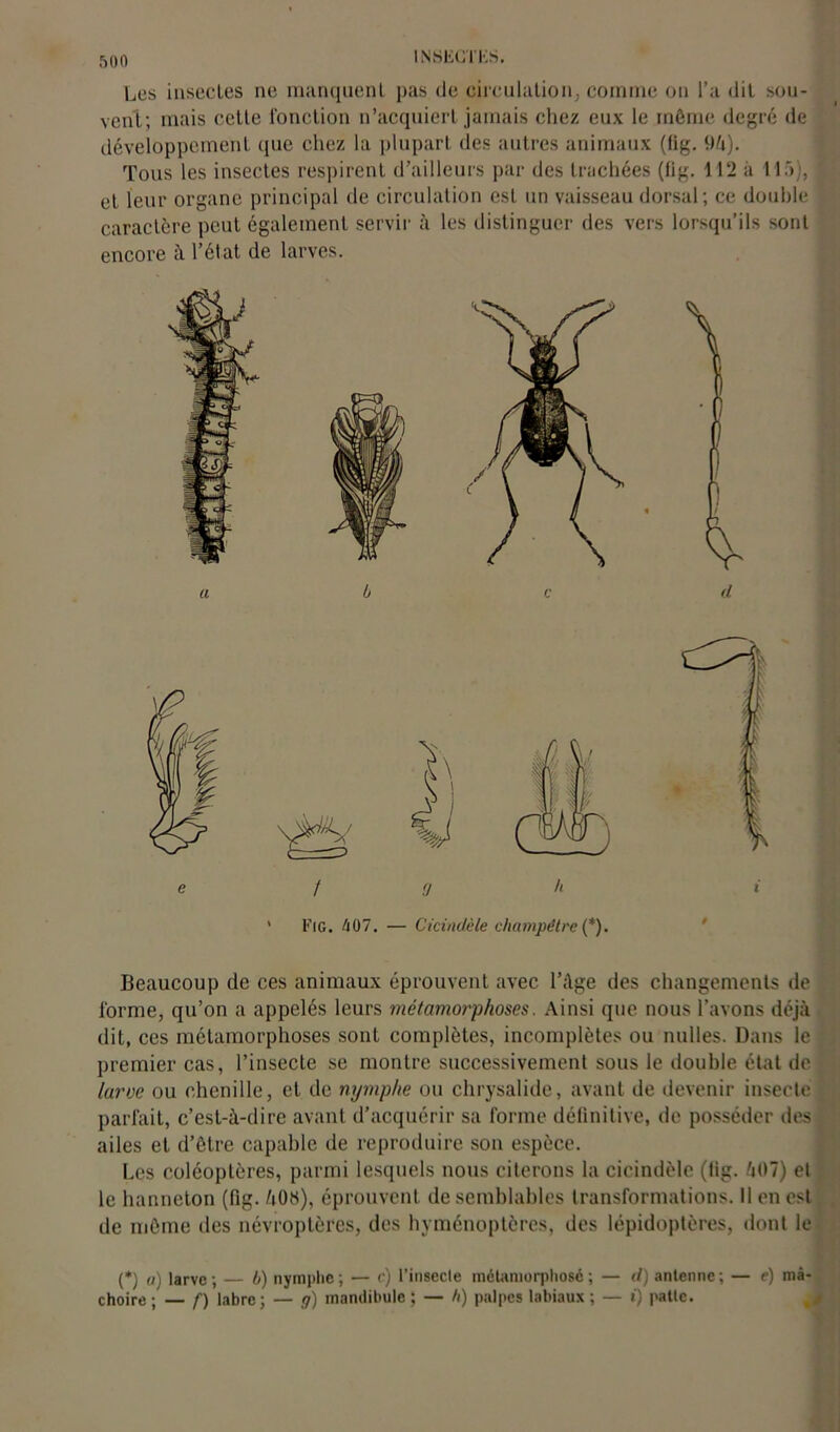 Les insecles ne manquent pas de circulation, comme on l’a dit sou- vent; mais celle l'onction n’acquiert jamais chez eux le même degré de développement que chez la plupart des autres animaux (fig. 96). Tous les insectes respirent d’ailleurs par des trachées (fig. 112 à 115), et leur organe principal de circulation est un vaisseau dorsal; ce double caractère peut également servir à les distinguer des vers lorsqu’ils sont encore à l’état de larves. Beaucoup de ces animaux éprouvent avec l’âge des changements de l'orme, qu’on a appelés leurs métamorphoses. Ainsi que nous l’avons déjà dit, ces métamorphoses sont complètes, incomplètes ou milles. Dans le premier cas, l’insecte se montre successivement sous le double état de larve ou chenille, et de nymphe ou chrysalide, avant de devenir insecte parfait, c’est-à-dire avant d’acquérir sa forme définitive, de posséder des ailes et d’être capable de reproduire son espèce. Les coléoptères, parmi lesquels nous citerons la cicindèle (lig. 607) et le hanneton (fig. 60H), éprouvent de semblables transformations. 11 en est de même des névroptères, des hyménoptères, des lépidoptères, dont le (*) (*) a) larve; — b) nymphe; — c) l’insecle métamorphosé; — d) antenne; — e) mâ- choire ; — f) labre ; — g) mandibule ; — h) palpes labiaux ; — t) patte.