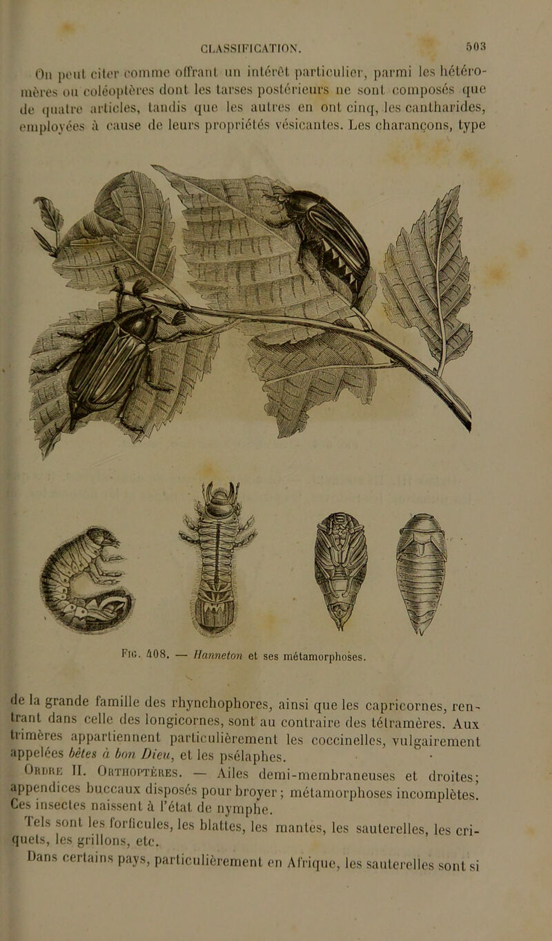 Fig. A08, — Hanneton et ses métamorphoses. de la grande famille des rhynchophores, ainsi que les capricornes, ren- trant dans celle des longicornes, sont au contraire des tétramères. Aux trimères appartiennent particulièrement les coccinelles, vulgairement appelées bêtes à bon Dieu, et les psélaphes. Oit ohé II. Orthoptères. — Ailes demi-membraneuses et droites; appendices buccaux disposés pour broyer; métamorphoses incomplètes Ces insecles naissent à l’état de nymphe. lois sont les lorlicules, les blattes, les manies, les sauterelles, les cri- quets, les grillons, etc. Dans certains pays, particulièrement en Afrique, les sauterelles sont si On peut citer comme offrant un intérêt particulier, parmi les hétéro- mères ou coléoptères dont les tarses postérieurs ne sont composés que de quatre articles, tandis que les autres en ont cinq, les cantharides, employées à cause de leurs propriétés vésicantes. Les charançons, type