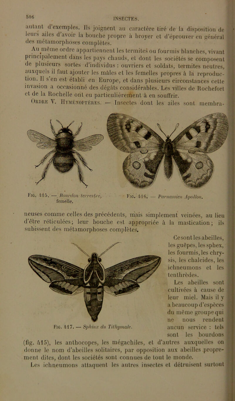autant d’exemples. Ils joignent au caractère tiré de la disposition de loin.s ailes d avoir la bouche propre à broyer et d’éprouver en général des métamorphoses complètes. Ainnème ordre appartiennent les termites ou fourmis blanches, vivant pi moralement dans les pays chauds, et dont les sociétés se composent de plusieurs sortes d’individus : ouvriers et soldats, termites neutres, auxquels il laut ajouter les mâles et les femelles propres à la reproduc- tion. Il s en est établi en Europe, et dans plusieurs circonstances cette invasion a occasionné des dégâts considérables. Les villes de Rochefort et de la Rochelle onL eu particulièrement â en souffrir. Ordre Y. Hyménoptères. — Insectes dont les ailes sont membra- fiG, 415. Bourdon terrestre, Fig. 41(>. — Parnassien Apollon. femelle. neuses comme celles des précédents, mais simplement veinées, au lieu d’être réticulées; leur bouche est appropriée à la mastication; ils subissent des métamorphoses complètes. Cesonl les abeilles, les guêpes, les sphex, les fourmis, les chry- sis, les chalcides, les ichneumons et les tenthrèdes. Les abeilles sont cultivées à cause de leur miel. Mais il y a beaucoup d’espèces du même groupe qui ne nous rendent Fig. 417. — Sphinx du Tithymale. aucun service: tels sont les bourdons (fig. /j 15), les anlhocopes, les mégachiles, el d’autres auxquelles on donne le nom d’abeilles solitaires, par opposition aux abeilles propre- ment dites, dont les sociétés sont connues de tout le momie. Les ichneumons attaquent les autres insectes el détruisent surtout