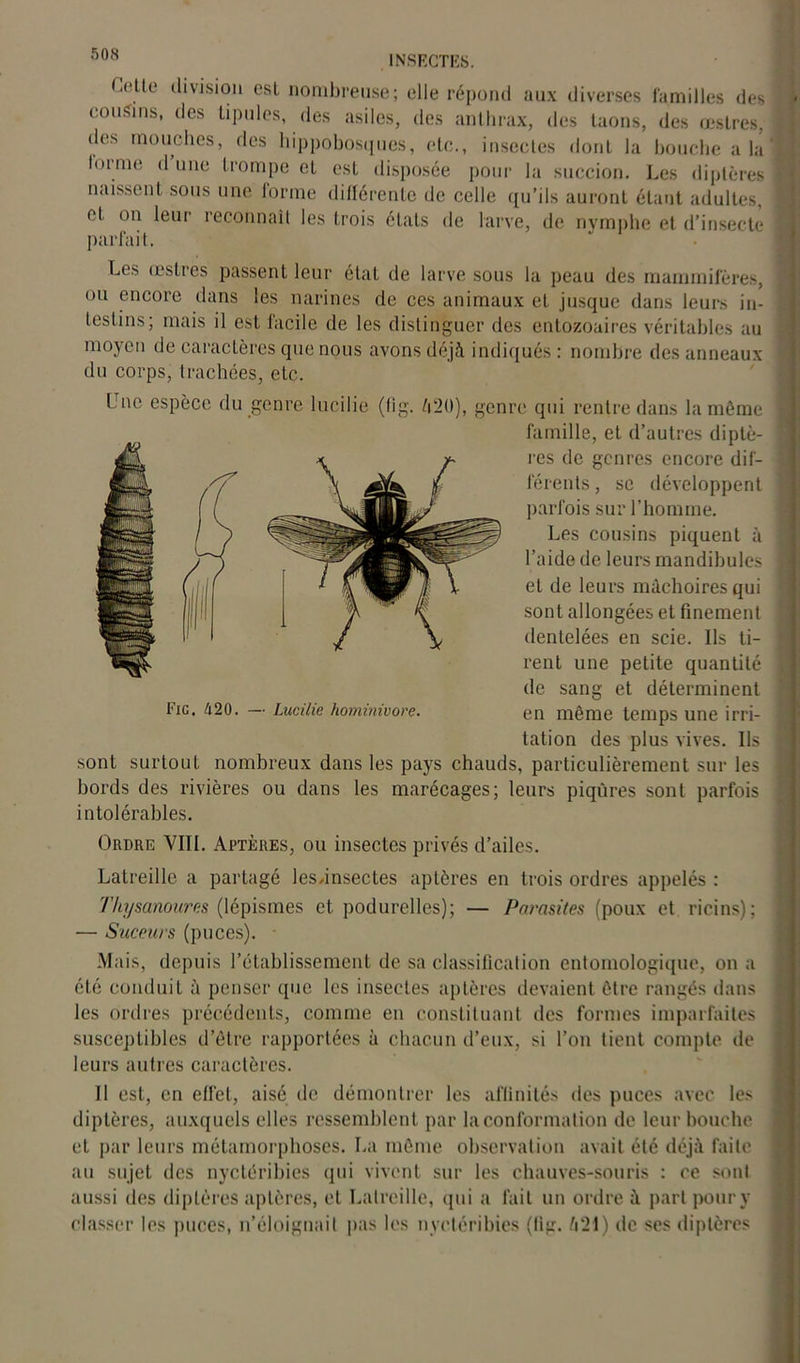 Cette division est nombreuse; elle répond aux diverses familles des couSms, des lipides, des asiles, des anthrax, des taons, des œstres, des mouches, des hippobosques, etc., insectes dont la bouche a la forme il une trompe et est disposée pour la succion. Les diptères naissent sous une forme différente de celle qu’ils auront étant adultes, et on leur reconnaît les trois étals de larve, de nymphe et d’insecte parfait. Les œstres passent leur état de larve sous la peau des mammifères, ou encore dans les narines de ces animaux et jusque dans leurs in- testins; mais il est facile de les distinguer des entozoaires véritables au moyen de caractères que nous avons déjà indiqués: nombre des anneaux du corps, trachées, etc. Une espèce du genre lucilie (fig. /i'20), genre qui rentre dans la même famille, et d’autres diptè- res de genres encore dif- férents , se développent parfois sur l’homme. Les cousins piquent à l’aide de leurs mandibules et de leurs mâchoires qui sont allongées et finement dentelées en scie. Ils ti- rent une petite quantité de sang et déterminent en même temps une irri- tation des plus vives. Ils sont surtout nombreux dans les pays chauds, particulièrement sur les bords des rivières ou dans les marécages; leurs piqûres sont parfois intolérables. Fig. 420. — Lucilie hominivore. Ordre VIII. Aptères, ou insectes privés d’ailes. Latreille a partagé lesansectes aptères en trois ordres appelés : Thysanoures (lépismes et podurelles); — Parasites (poux et ricins); — Suceurs (puces). Mais, depuis l’établissement de sa classification entomologique, on a été conduit à penser que les insectes aptères devaient être rangés dans les ordres précédents, comme en constituant des formes imparfaites susceptibles d’être rapportées à chacun d’eux, si l’on tient compte de leurs autres caractères. Il est, en effet, aisé de démontrer les affinités des puces avec les diptères, auxquels elles ressemblent par la conformation de leur bouche et par leurs métamorphoses. La même observation avait été déjà faite au sujet des nyctéribies qui vivent sur les chauves-souris : ce sont aussi des diptères aptères, et Latreille, qui a fait un ordre à part pour y classer les puces, n’éloignait pas les nyctéribies (lig. à'2f) de ses diptères