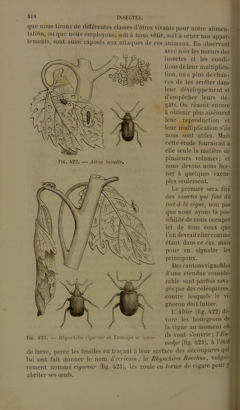 Fig. 422. — Altise luisette. que nous tirons do différentes classes d’ôtros vivants pour notre alimen- tation, ou que nous employons, soit a nous vêtir, soit à orner nos appar- tements, sont aussi exposés aux attaques de ces animaux. En observant avec soin les mœurs des insectes et les condi- tions de leur multiplica- tion, on a plus de chan- ces de les arrêter dans leur développement et d’empêcher leurs dé- gâts. On réussit encore à obtenir plus aisément leur reproduction et leur multiplication s’ils nous sont utiles. Mais celte étude fournirait à elle seule la matière de plusieurs volumes; et nous devons nous bor- ner à quelques exem- ples seulement. Le premier sera tiré des insectes qui font dû tort à la vigne, non pas que nous ayons la pos- sibilité de nous occuper ici de tous ceux que l’on devrait citer comme étant dans ce cas, mais pour en signaler les principaux. Des cantons vignobles d’une étendue considé- rable sont parfois rava- gés par des coléoptères. ( contre lesquels le vi- gneron doit lutter. VAltise (lig. ù22) dé- vore les bourgeons de la vigne au moment où ils vont s’ouvrir; Yb'u- molpc (lig. Û23), à l'état Fig. 423. — Wujnchiies dgnrcur et Kumo/pc de uuin• de larve, perce les feuilles en traçant à leur surface des découpures qm lui ont fait donner le nom tVécrivain ; le Rliyncliitcs Racchus, vulgai- rement nommé cigareur (fig. Ù23), les roule en forme de cigare pour y abriter ses œufs.