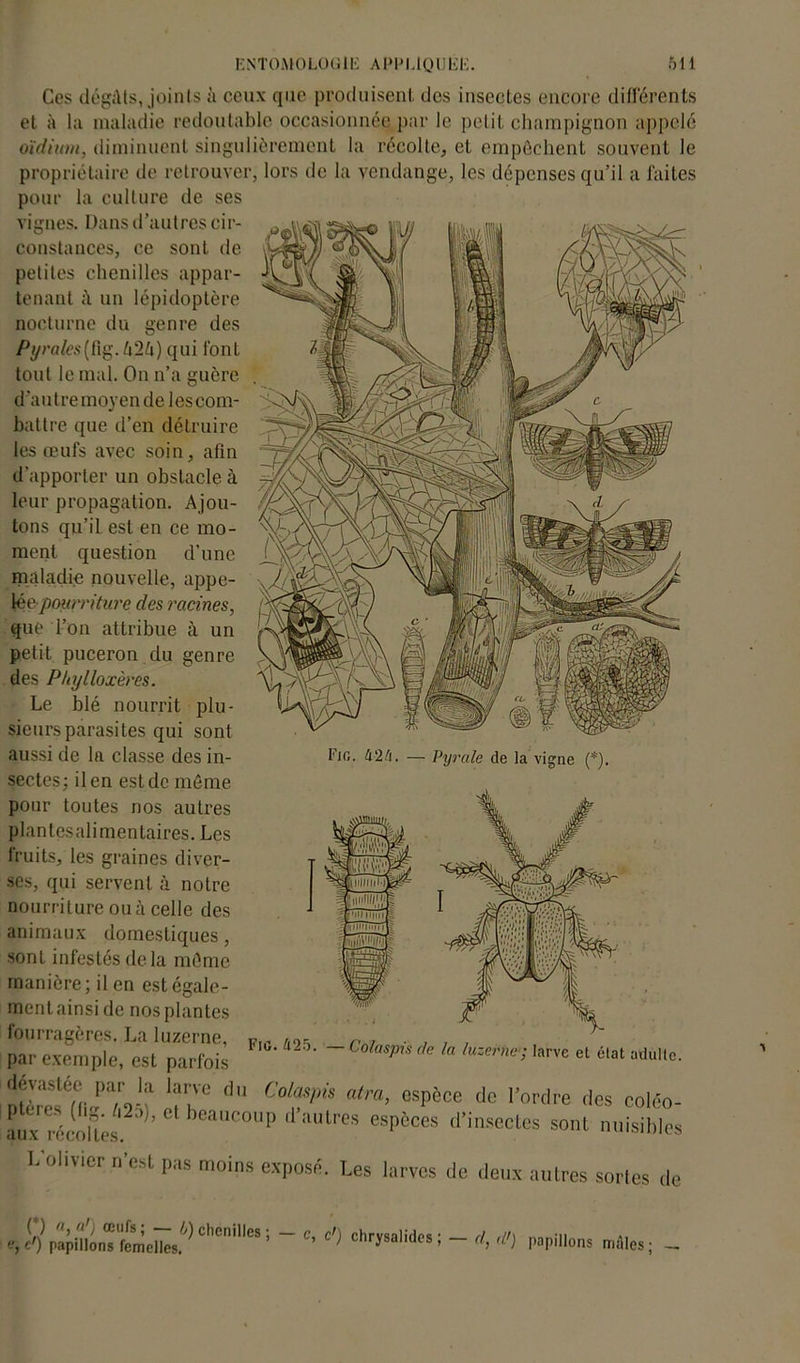 Ces dégâts, joints à ceux que produisent des insectes encore différents et à la maladie redoutable occasionnée par le petit champignon appelé oïdium, diminuent singulièrement la récolte, et empêchent souvent le propriétaire de retrouver, lors de la vendange, les dépenses qu’il a faites pour la culture de ses vignes. Dans d’autres cir- constances, ce sont de petites chenilles appar- tenant un lépidoptère nocturne du genre des Pyrales[W^.h'2l\) qui font tout le mal. On n’a guère d’autre moyen de lescom- battre que d’en détruire les œufs avec soin, afin d’apporter un obstacle à leur propagation. Ajou- tons qu’il est en ce mo- ment question d’une maladie nouvelle, appe- lée^poitrriture des racines, que l’on attribue à un petit puceron du genre des Phylloxères. Le blé nourrit plu- sieurs parasites qui sont aussi de la classe des in- sectes ; il en est de même pour toutes nos autres plantesalimentaires. Les fruits, les graines diver- ses, qui servent à notre nourriture ou à celle des animaux domestiques, sont infestés de la même manière; il en est égale- ment ainsi de nos plantes fourragères. La luzerne, par exemple, est parfois dévastée par la larve du Colaspis atra, espèce de l’ordre des coléo- SLolts ’ beauC0up d,autres esPôces d’insectes sont nuisibles L obvier n’est pas moins exposé. Les larves de deux autres sortes de Fig. 424. — Pyrale de la vigne (*). IMG. 425. — Colaspis cle la luzerne; larve et état adulte. P (*) a, a’) œufs ; — 4) chenilles ; , d) papillons femelles. c, c’) chrysalides ; — d, d>) papillons mâles ; -