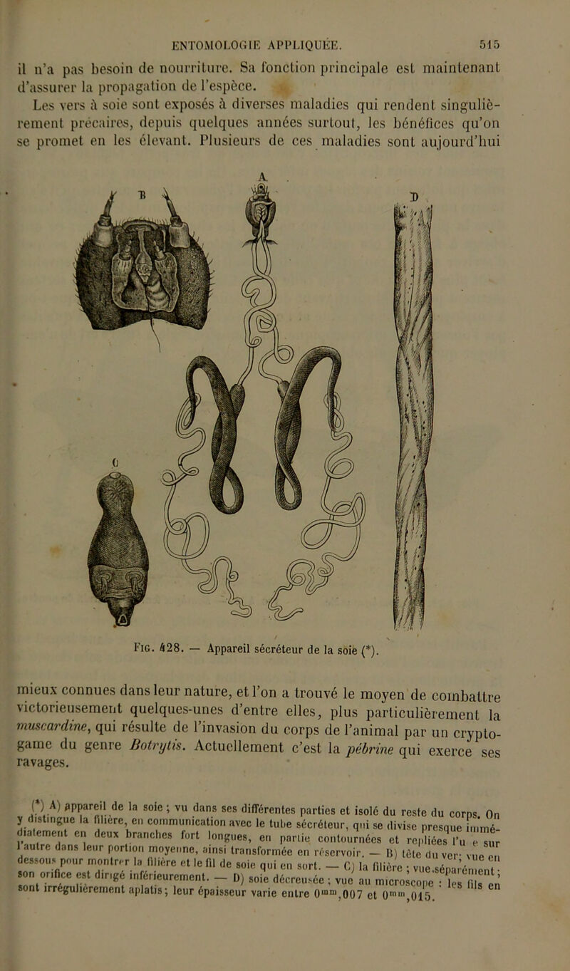 il n’a pas besoin de nourriture. Sa fonction principale est maintenant d’assurer la propagation de l’espèce. Les vers soie sont exposés è diverses maladies qui rendent singuliè- rement précaires, depuis quelques années surtout, les bénéfices qu’on se promet en les élevant. Plusieurs de ces maladies sonL aujourd’hui A / x Fig. 428. — Appareil sécréteur de la soie (*). mieux connues dans leur nature, et l’on a trouvé le moyen de combattre victorieusement quelques-unes d’entre elles, plus particulièrement la muscardine, qui résulte de l’invasion du corps de l’animal par un crypto- game du genre Botnjtis. Actuellement c’est la pébrine qui exerce ses ravages. ( ) A) appareil de la soie ; vu dans ses différentes parties et isolé du reste du corps On liJl 'JT fil.ere en communication avec le tube sécréteur, qui se divise presque immé- l'auhrTiîa, fl dCUX ,branC 1CS fort !onSue8> e Rame contournées et repliées l’u e sur , 1 d leur P°rllon moyenne, ainsi transformée en réservoir. — 1!) tête du ver- vue en dessous pour montrer la filière et le fil de soie qui en sort. - C) la filière • vue séparément son orifice est dirigé inférieurement. - D) soie décreusée ; vue au microscope : les fi “en sont irrégulièrement aplatis; leur épaisseur varie entre 0mni,007 et 0,nu,,015