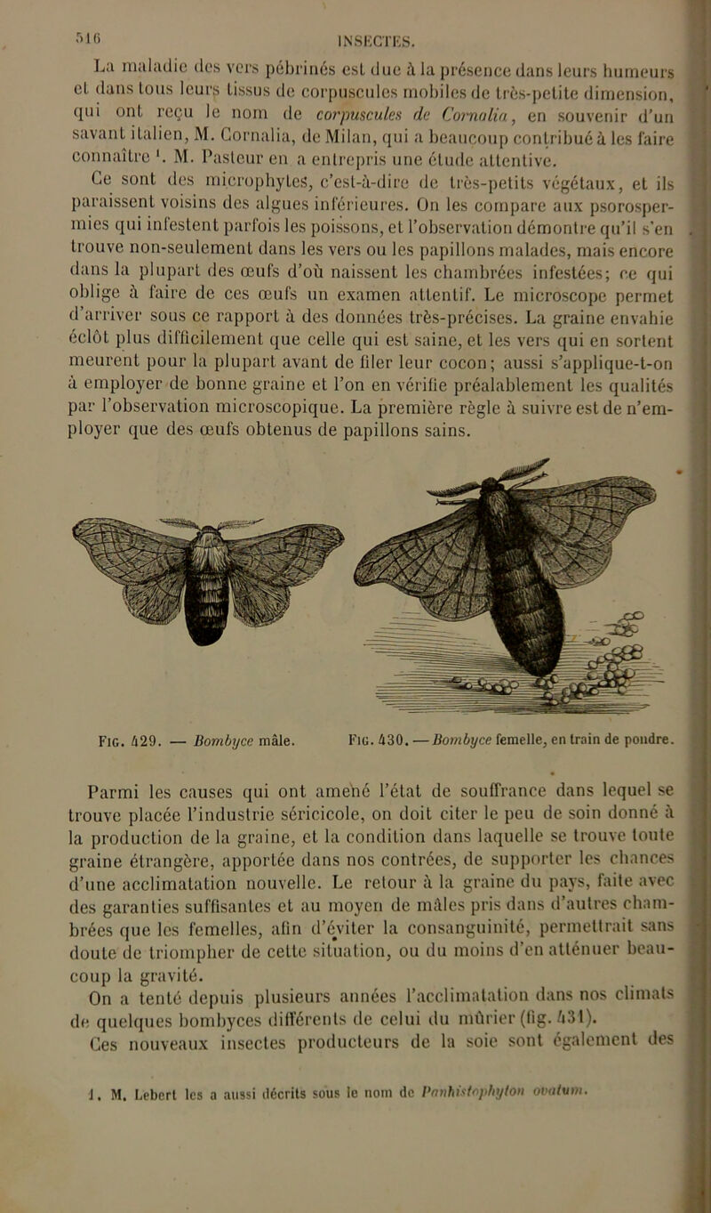 La maladie des vers pébrinés est due à la présence dans leurs humeurs et. dans tous leurs tissus de corpuscules mobiles de très-petite dimension, qui ont reçu le nom de corpuscules de Cornalia, en souvenir d’un savant italien, M. Cornalia, de Milan, qui a beaucoup contribué à les faire connaître M. Pasteur en a entrepris une élude attentive. Ce sont des microphyles, c’est-à-dire de très-petits végétaux, et ils paraissent voisins des algues inférieures. On les compare aux psorosper- mies qui infestent parfois les poissons, et l’observation démontre qu’il s’en trouve non-seulemenl dans les vers ou les papillons malades, mais encore dans la plupart des œufs d’où naissent les chambrées infestées; ce qui oblige à faire de ces œufs un examen attentif. Le microscope permet d’arriver sous ce rapport à des données très-précises. La graine envahie éclôt plus difficilement que celle qui est saine, et les vers qui en sortent meurent pour la plupart avant de liler leur cocon; aussi s’applique-t-on à employer de bonne graine et l’on en vérifie préalablement les qualités par l’observation microscopique. La première règle à suivre est de n’em- ployer que des œufs obtenus de papillons sains. Fig. 429. — Bombyce mâle. Fig. 430. —Bombyce femelle, en train de pondre. Parmi les causes qui ont amené l’état de souffrance dans lequel se trouve placée l’industrie séricicole, on doit citer le peu de soin donné à la production de la graine, et la condition dans laquelle se trouve toute graine étrangère, apportée dans nos contrées, de supporter les chances d’une acclimatation nouvelle. Le retour à la graine du pays, faite avec des garanties suffisantes et au moyen de mâles pris dans d’autres cham- brées que les femelles, afin d’éviter la consanguinité, permettrait sans doute de triompher de cette situation, ou du moins d’en atténuer beau- coup la gravité. On a tenté depuis plusieurs années l’acclimatation dans nos climats de quelques bombyces différents de celui du mûrier (fig. 631). Ces nouveaux insectes producteurs de la soie sont également des J. M. Lebert les a aussi décrits sous le nom de Pnnhistophylon ovalum.