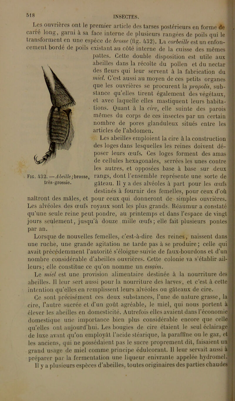 Jj(is ouviiôi es ont le premier article des tarses postérieurs en forme de , c.uié long, garni a sa lace interne de plusieurs rangées de poils qui le : t iansloi ment en une espèce de brosse (lig. 432). La corbeille est un enl’on- I cernent bordé de poils existant au côté interne de la cuisse des mômes i pattes. Cette double disposition est utile aux abeilles dans la récolte du pollen et du nectar des fleurs qui leur servent à la fabrication du miel. C’est aussi au moyen de ces petits organes ] que les ouvrières se procurent la propolis, sub- ] stance qu’elles tirent également des végétaux, et avec laquelle elles mastiquent leurs habita- • lions. Quant à la cire, elle suinte des parois 1 mêmes du corps de ces insectes par un certain nombre de pores glanduleux situés entre les | articles de l’abdomen. Les abeilles emploient la cire à la construction des loges dans lesquelles les reines doivent dé- ;i poser leurs œufs. Ces loges forment des amas | de cellules hexagonales, serrées les unes contre îj les autres, et opposées hase à base sur deux ; Fig. 432. — Abeille grosse, rangs, dont l’ensemble représente une sorte de ■ très-grossie. gâteau. Il y a des alvéoles à part pour les œufs | destinés à fournir des femelles, pour ceux d’où naîtront des mâles, et pour ceux qui donneront de simples ouvrières. 1 Les alvéoles des œufs royaux sont les plus grands. Réaumur a constaté fl qu’une seule reine peut pondre, au printemps et dans l’espace de vingt 1 jours seulement, jusqu’à douze mille œufs; elle fait plusieurs pontes § par an. Lorsque de nouvelles femelles, c’est-à-dire des reines, naissent dansa une ruche, une grande agitation ne tarde pas à se produire; celle qui J avait précédemment l’autorité s’éloigne-suivie de faux-hourdons et d’un j nombre considérable d’abeilles ouvrières. Cette colonie va s’établir ail- 3 leurs; elle constitue ce qu’on nomme un essaim. Le miel est une provision alimentaire destinée à la nourriture des 1 abeilles. Il leur serl aussi pour la nourriture des larves , et c’est à cette 1 intention qu’elles en remplissent leurs alvéoles ou gâteaux de cire. Ce sont précisément ces deux substances, l’une de nature grasse, la ] cire, l’autre sucrée et d’un goût agréable, le miel, qui nous portent à i élever les abeilles en domesticité. Autrefois elles avaient dans l’économie h domestique une importance bien plus considérable encore que celle, qu’elles ont aujourd’hui. Les bougies de cire étaient le seul éclairage! de luxe avant qu’on employât l’acide stéarique, la paraffine ou le gaz, et les anciens, qui ne possédaient pas le sucre proprement dit, faisaient uni grand usage de miel comme principe édulcorant. 11 leur servait aussi à préparer par la fermentation une liqueur enivrante appelée hydromel.! Il y a plusieurs espèces d’abeilles, toutes originaires des parties chaudes ]