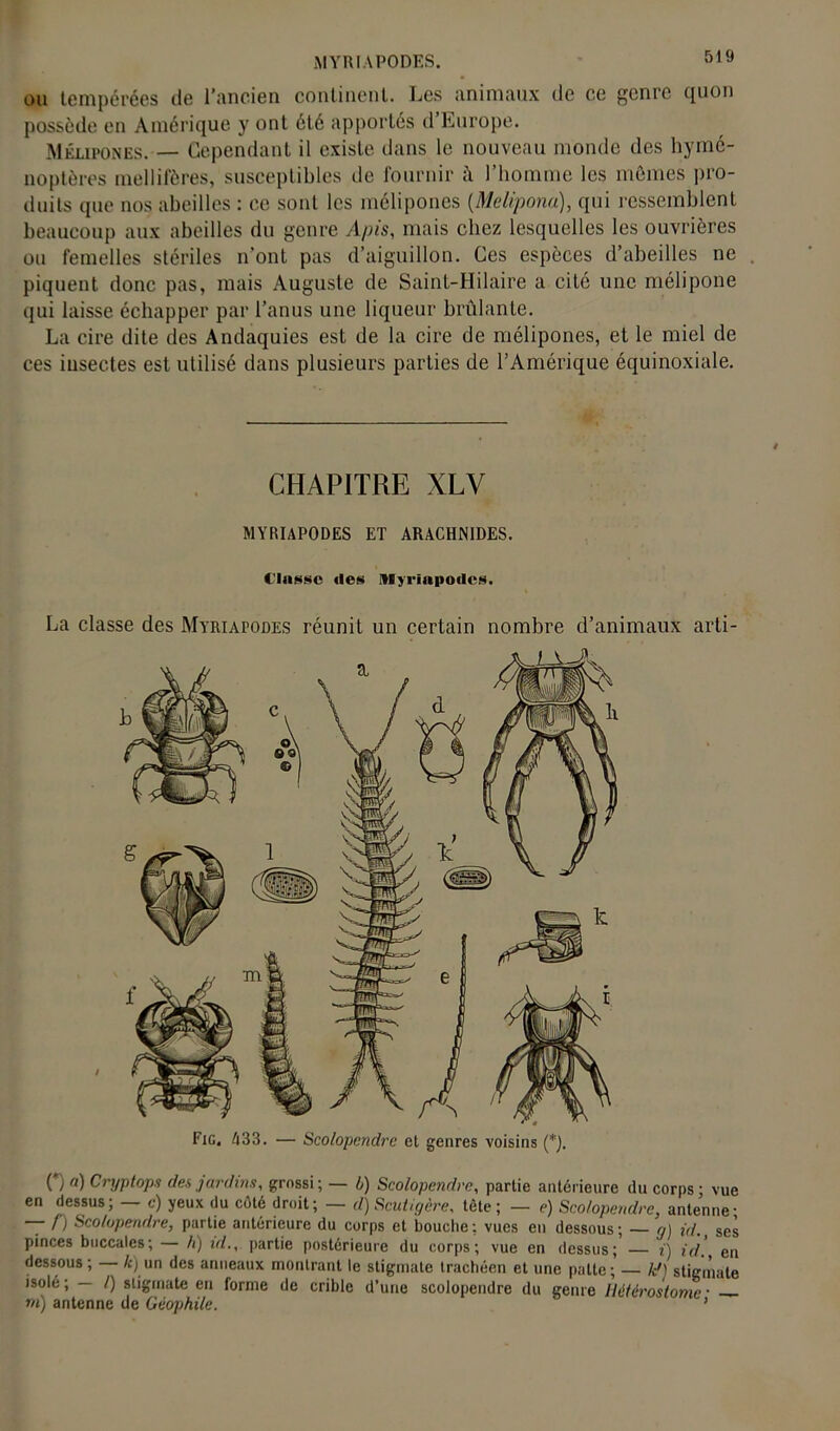 MYRIAPODES. ou tempérées de l’ancien continent. Les animaux de ce genre quon possède en Amérique y ont été apportés d’Europe. Mélipones. — Cependant il existe dans le nouveau monde des hymé- noptères mellifères, susceptibles de fournir û l’homme les mêmes pro- duits que nos abeilles : ce sont les mélipones (Melipona), qui ressemblent beaucoup aux abeilles du genre Apis, mais chez lesquelles les ouvrières ou femelles stériles n’ont pas d’aiguillon. Ces espèces d’abeilles ne piquent donc pas, mais Auguste de Saint-Hilaire a cité une mélipone qui laisse échapper par l’anus une liqueur brûlante. La cire dite des Andaquies est de la cire de mélipones, et le miel de ces insectes est utilisé dans plusieurs parties de l’Amérique équinoxiale. La classe des Myriapodes réunit un certain nombre d’animaux arti- O a) Cryptops (les jardins, grossi; — b) Scolopendre, partie antérieure du corps • vue en dessus; — c) yeux du coté droit; — d)Scutigère, tète; — e) Scolopendre, antenne; — /) Scolopendre, partie antérieure du corps et bouche: vues en dessous; — g) idses pinces buccales; — h) id., partie postérieure du corps; vue en dessus; i) id! en dessous; &) un des anneaux montrant le stigmate trachéen et une patte; — Id) stigmate isolé ; — /) stigmate en forme de crible d’une scolopendre du genre Hétérostome • — ni) antenne de Géophile. ’ CHAPITRE XLV MYRIAPODES ET ARACHNIDES. Fig. 433. — Scolopendre et genres voisins (*).