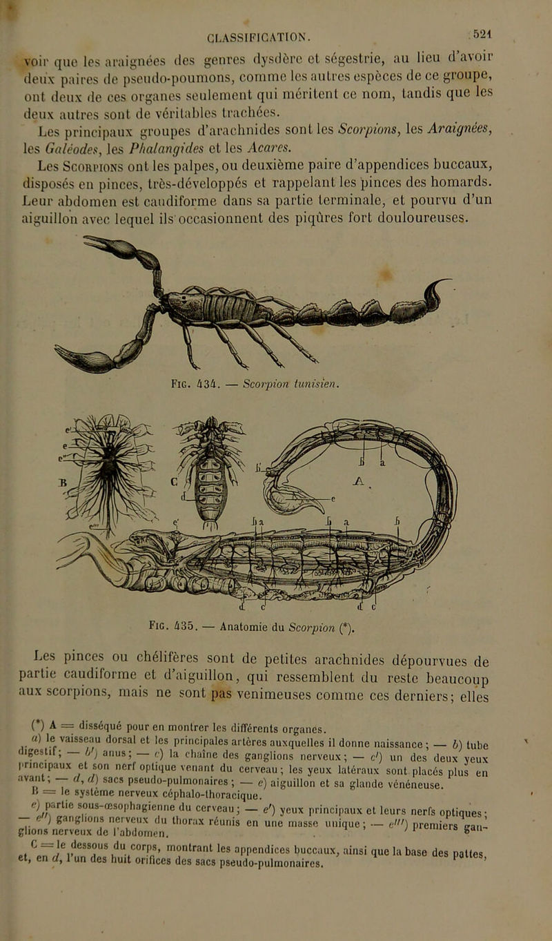voir que les araignées des genres dysdère et ségestrie, au lieu d a\oir deux paires de pseudo-poumons, comme les autres espèces de ce groupe, ont deux de ces organes seulement qui méritent ce nom, tandis que les deux autres sont de véritables trachées. Les principaux groupes d’arachnides sont les Scorpions, les Araignées, les Galéodes, les P/ialangides et les Acares. Les Scorpions ont les palpes, ou deuxième paire d’appendices buccaux, disposés en pinces, très-dcveloppés et rappelant les pinces des homards. Leur abdomen est caudiforme dans sa partie terminale, et pourvu d’un aiguillon avec lequel ils occasionnent des piqûres fort douloureuses. Fig. 436. — Scorpion tunisien. Les pinces ou chelifères sont de petites arachnides dépourvues de partie caudiforme et d’aiguillon, qui ressemblent du reste beaucoup aux scorpions, mais ne sont pas venimeuses comme ces derniers; elles (*) (*) A == disséqué pour en montrer les différents organes. u) le vaisseau dorsal et les principales artères auxquelles il donne naissance; — b) tube ugestil; /, ) anus; <■) la chaîne des ganglions nerveux; — d) un des deux veux principaux et son nerf optique venant du cerveau; les yeux latéraux sont placés plus en avan , — d, d) sacs pseudo-pulmonaires ; — e) aiguillon et sa glande vénéneuse. i! = le système nerveux céphalo-thoracique. c; partie sous-œsophagienne du cerveau; — <?') yeux principaux et leurs nerfs optiques- ) ganglions nerveux du thorax réunis en une masse unique; — d) premiers «ran- glions nerveux de l’abdomen. 1S gan- t C le dessous du corps, montrant les appendices buccaux, ainsi que la base des nattes et, en d, 1 un des huit orifices des sacs pseudo-pulmonaires. P ’