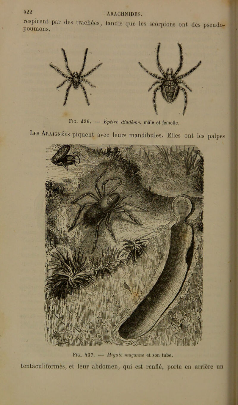 ARACHNIDES. respirent par des trachées, tandis que les scorpions ont des pseudo. poumons. Les Araignées piquent avec leurs mandibules. Elles ont les palpes Fie. 437. — Migale maçonne et son tube. tentaculiformes, et leur abdomen, qui est renllé, porte en arrière un